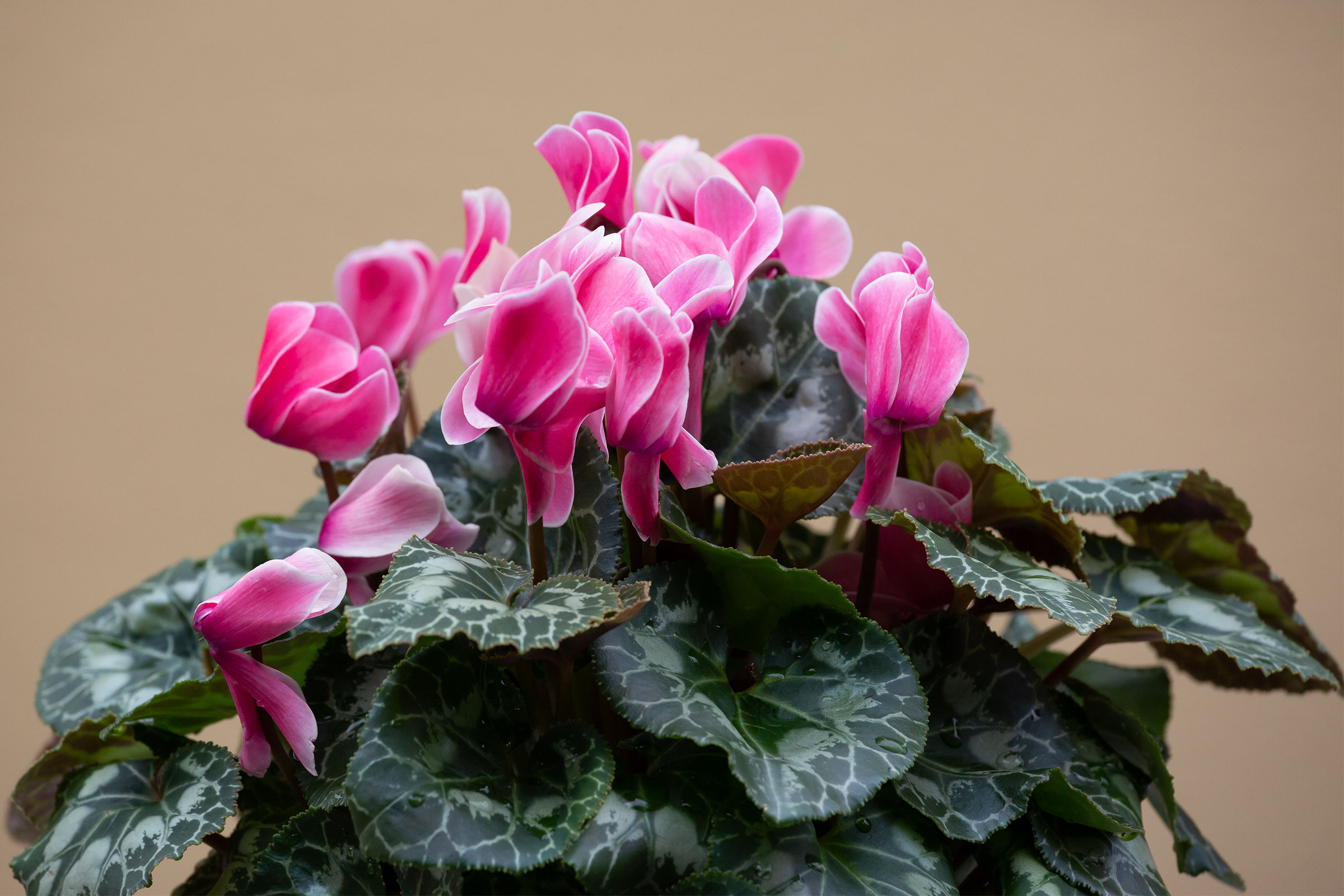 Cyclamen