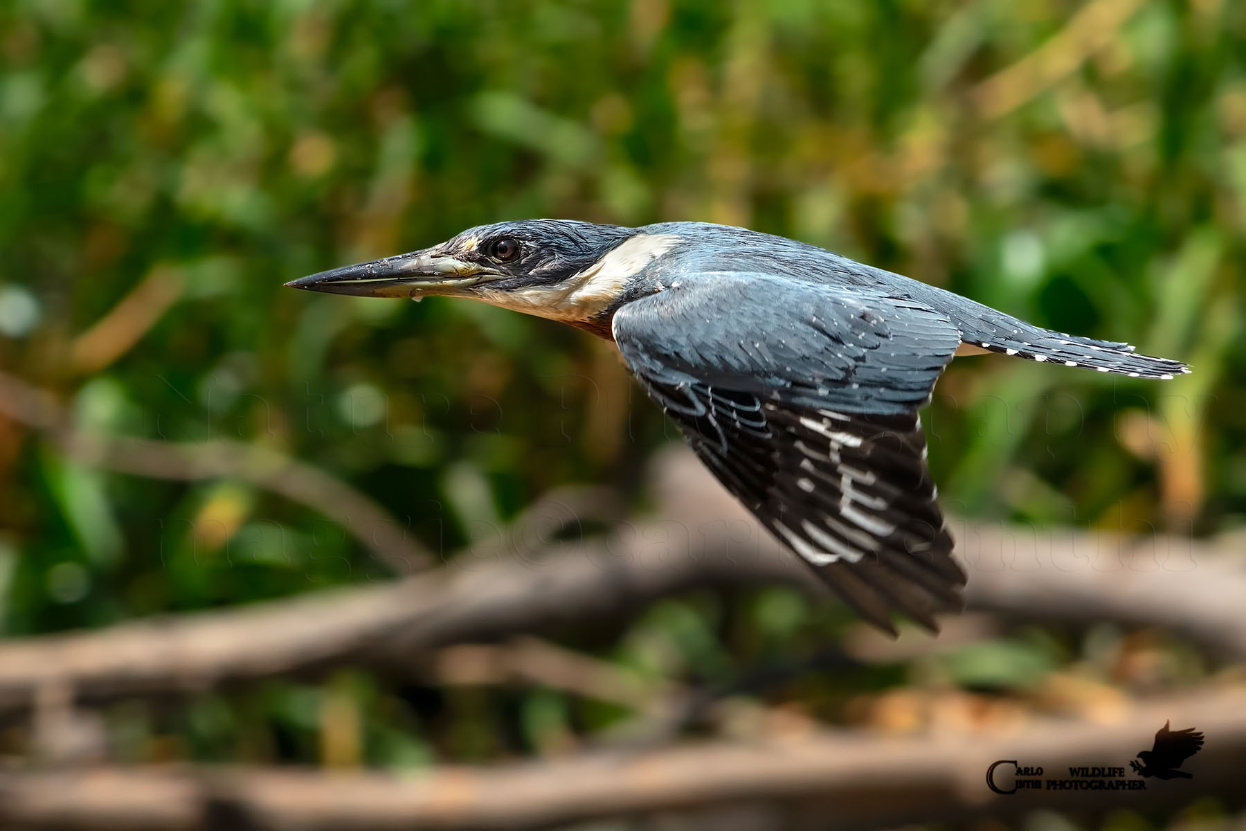Martin pescatore dal collare maschio - Pantanal
