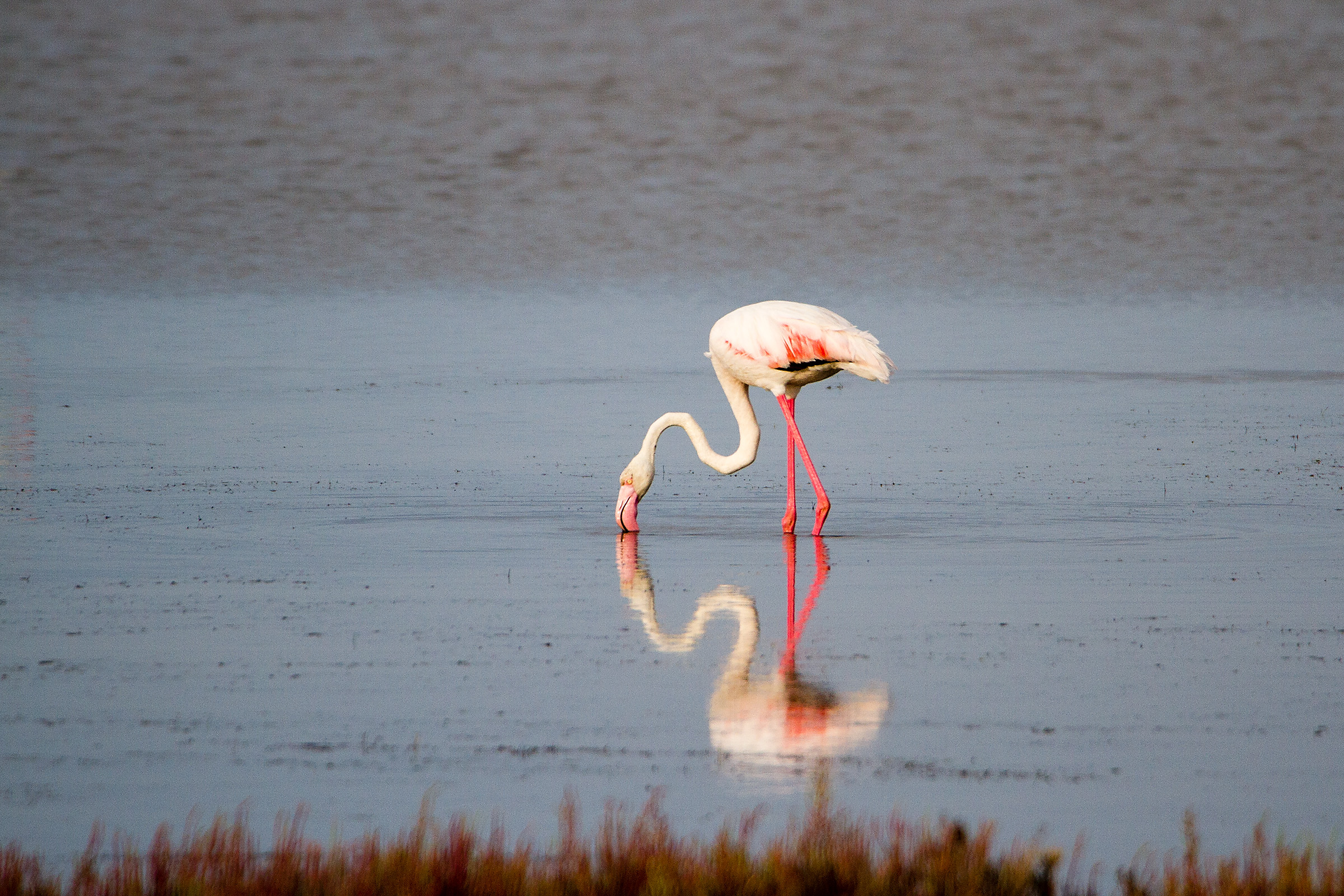 Flamingo in the Mirror