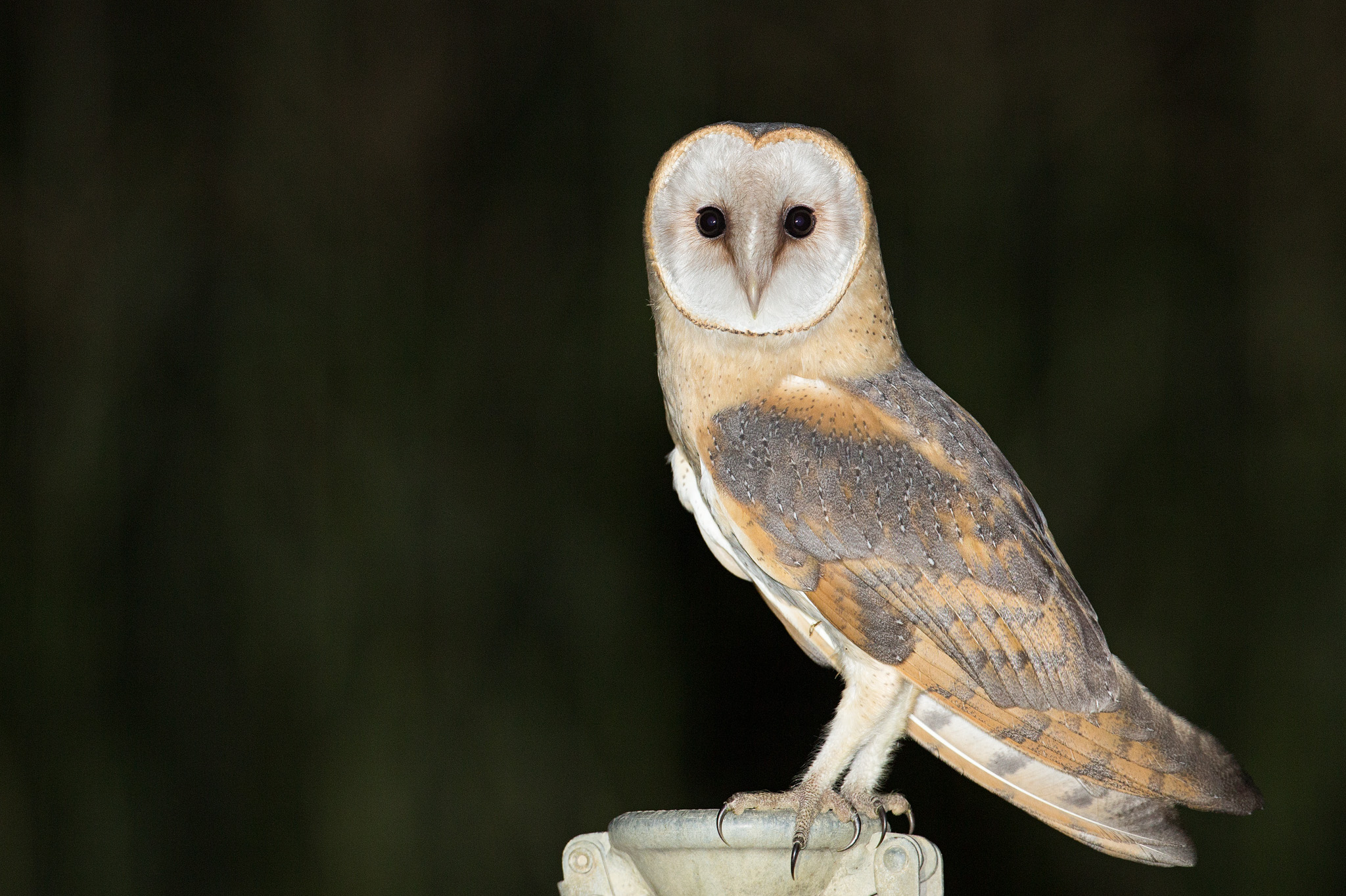 Il Cuore del Barbagianni (Tyto Alba)
