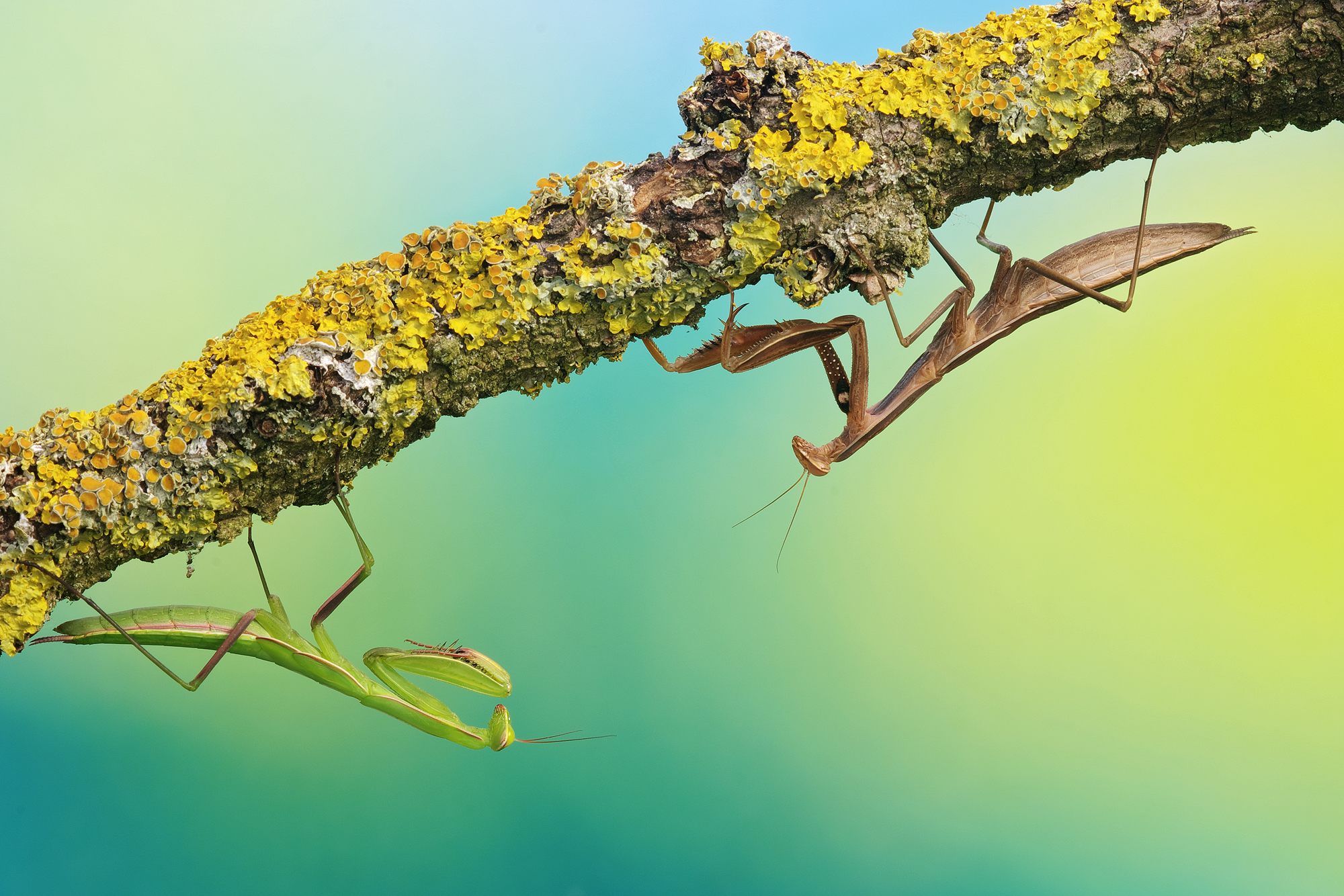 Mantis: Immature and ripe!