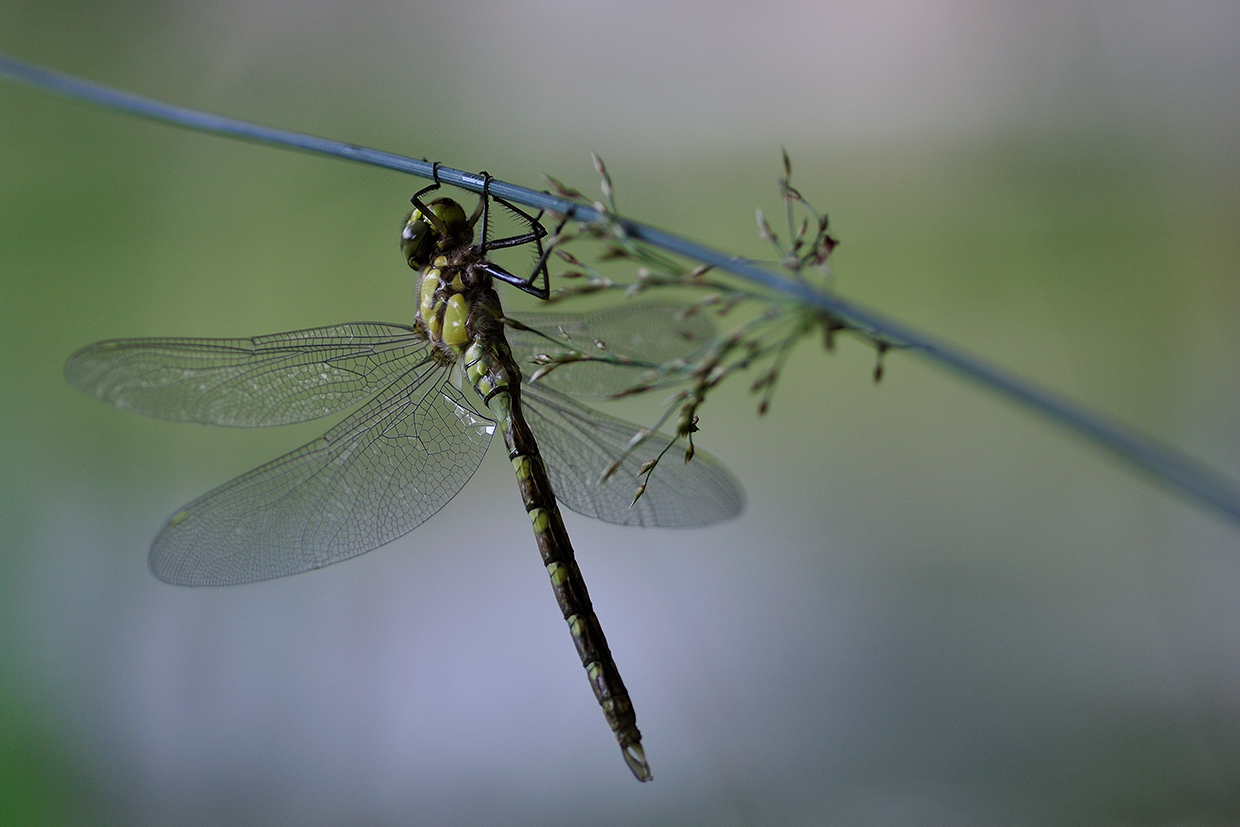 the sleep of dragonfly