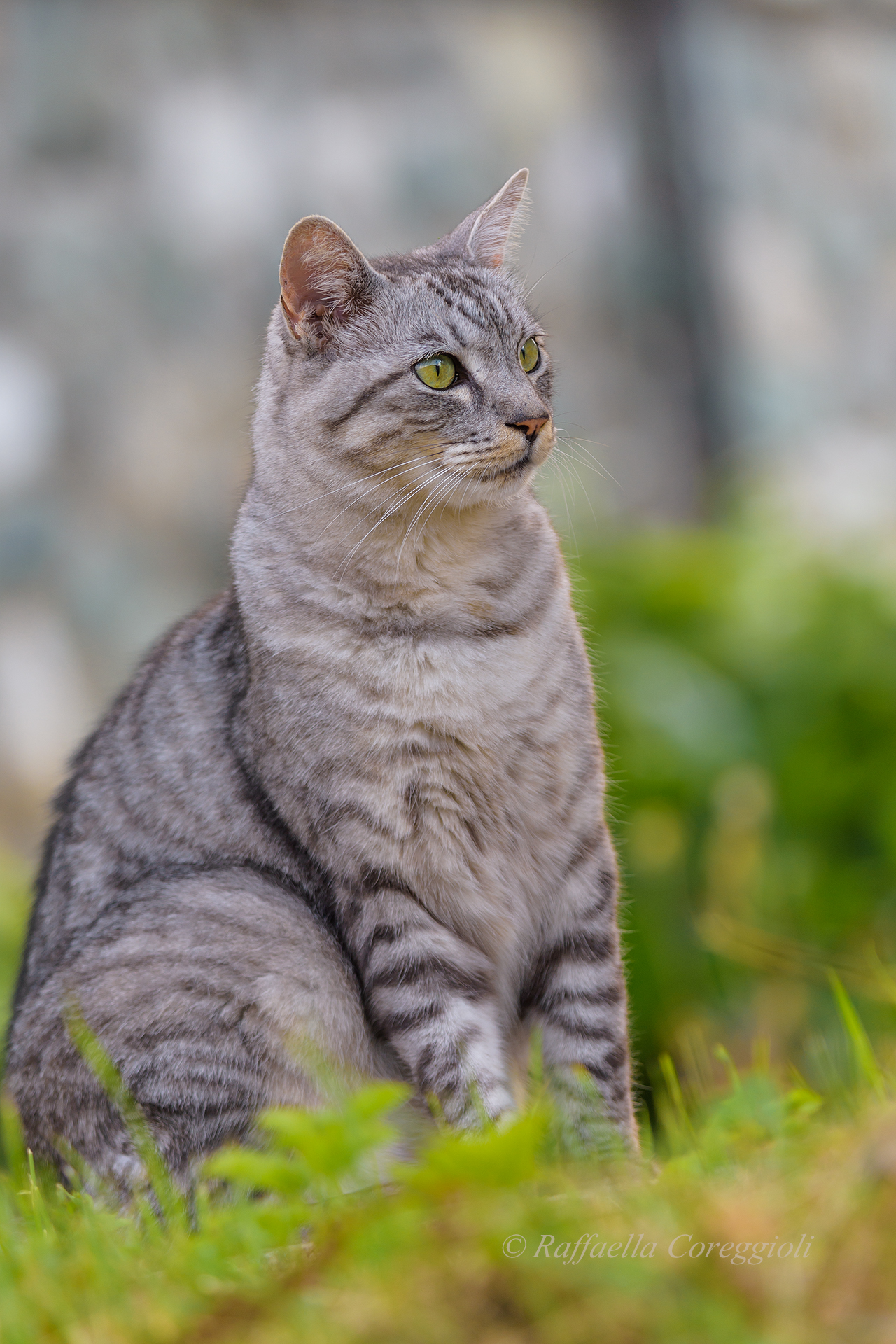 Cat in the Dolomites