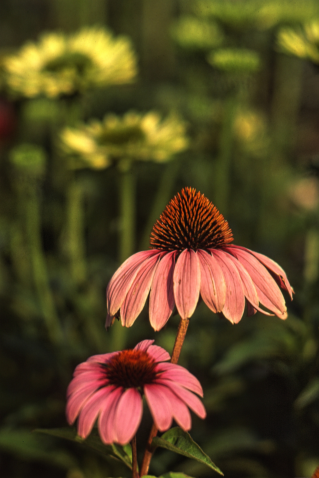 Echinacea