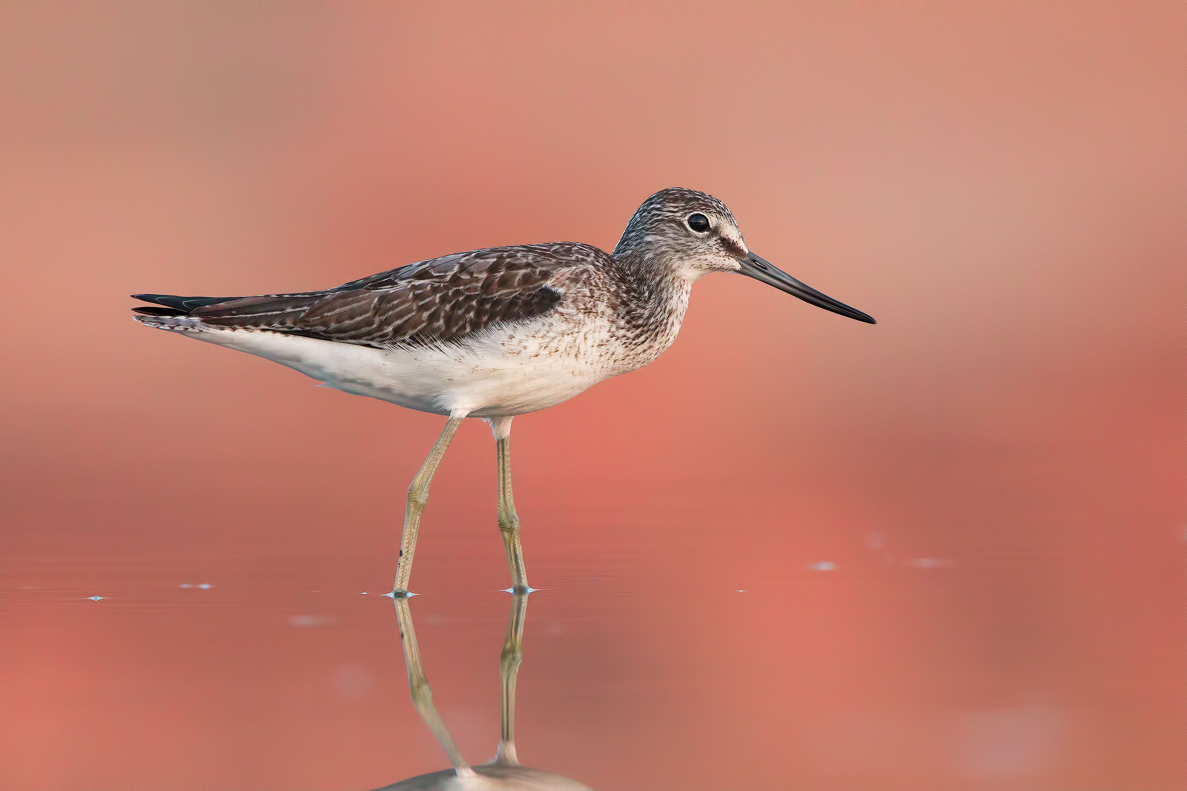 Greenshank
