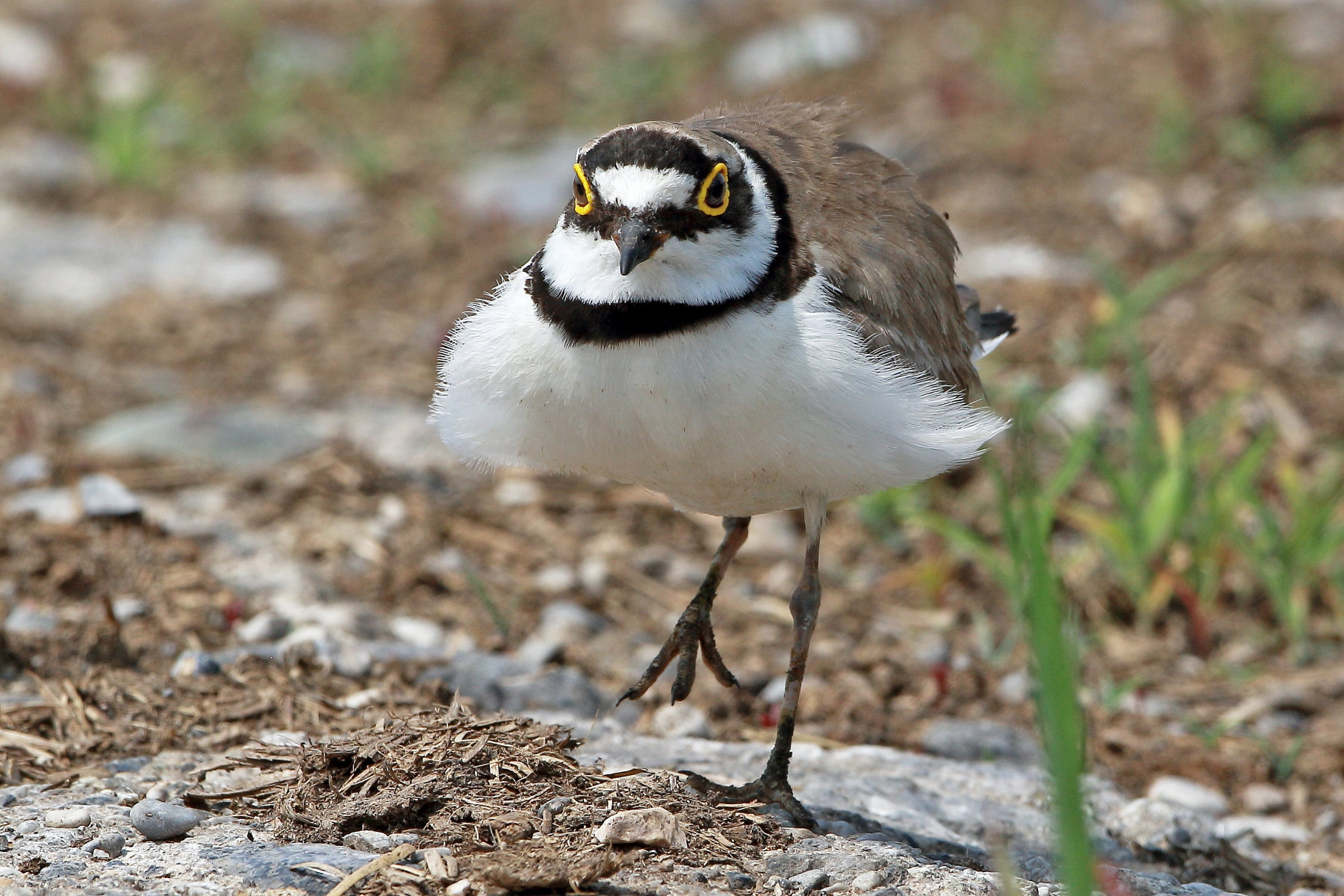 Corriere piccolo in piena forma.