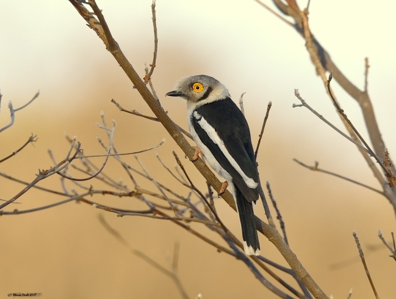 White-crested Helmetshrike (Prionops plumatus)