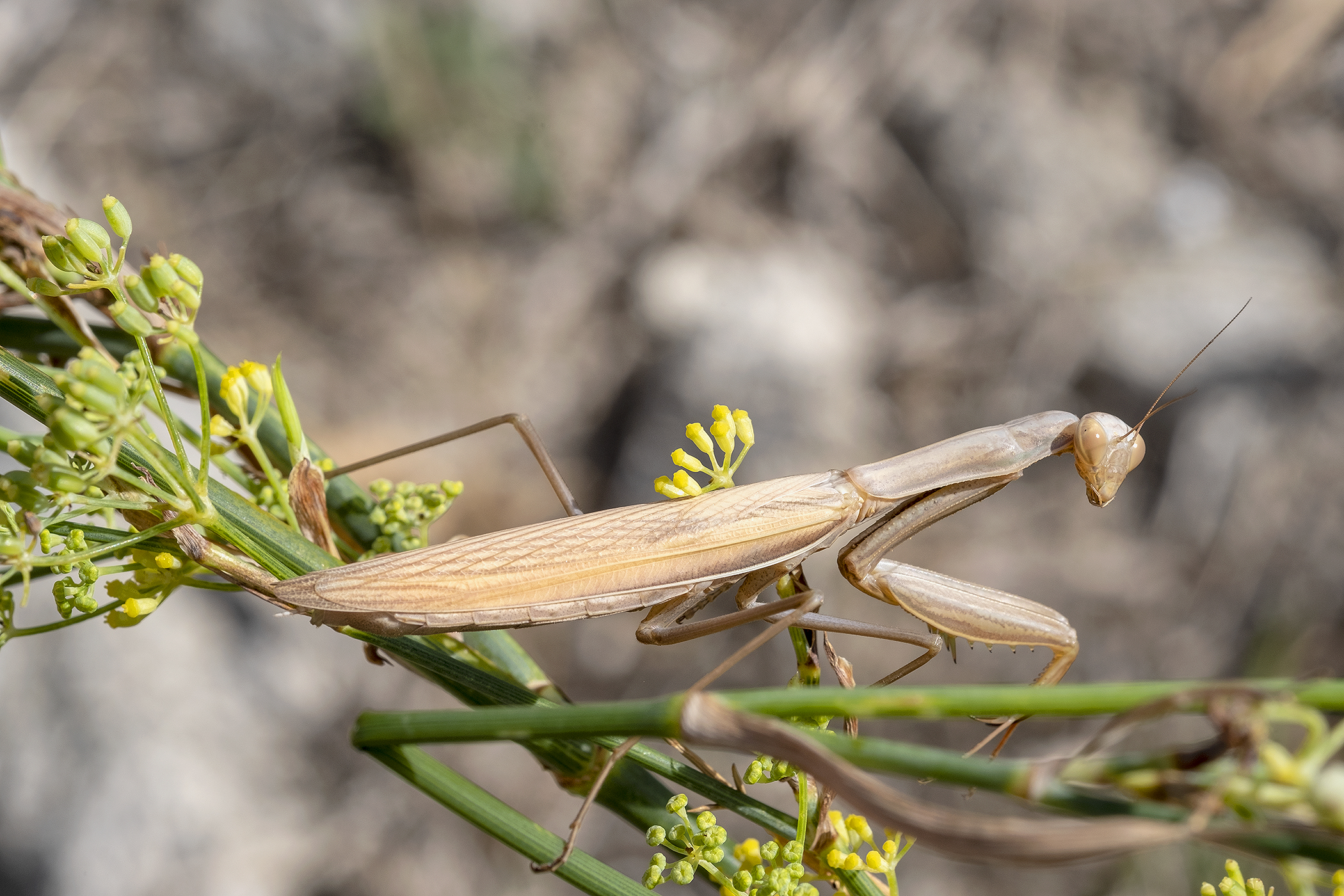 Praying Mantis.