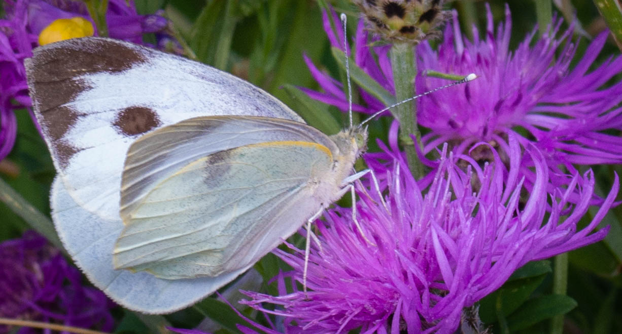 pieris rapae