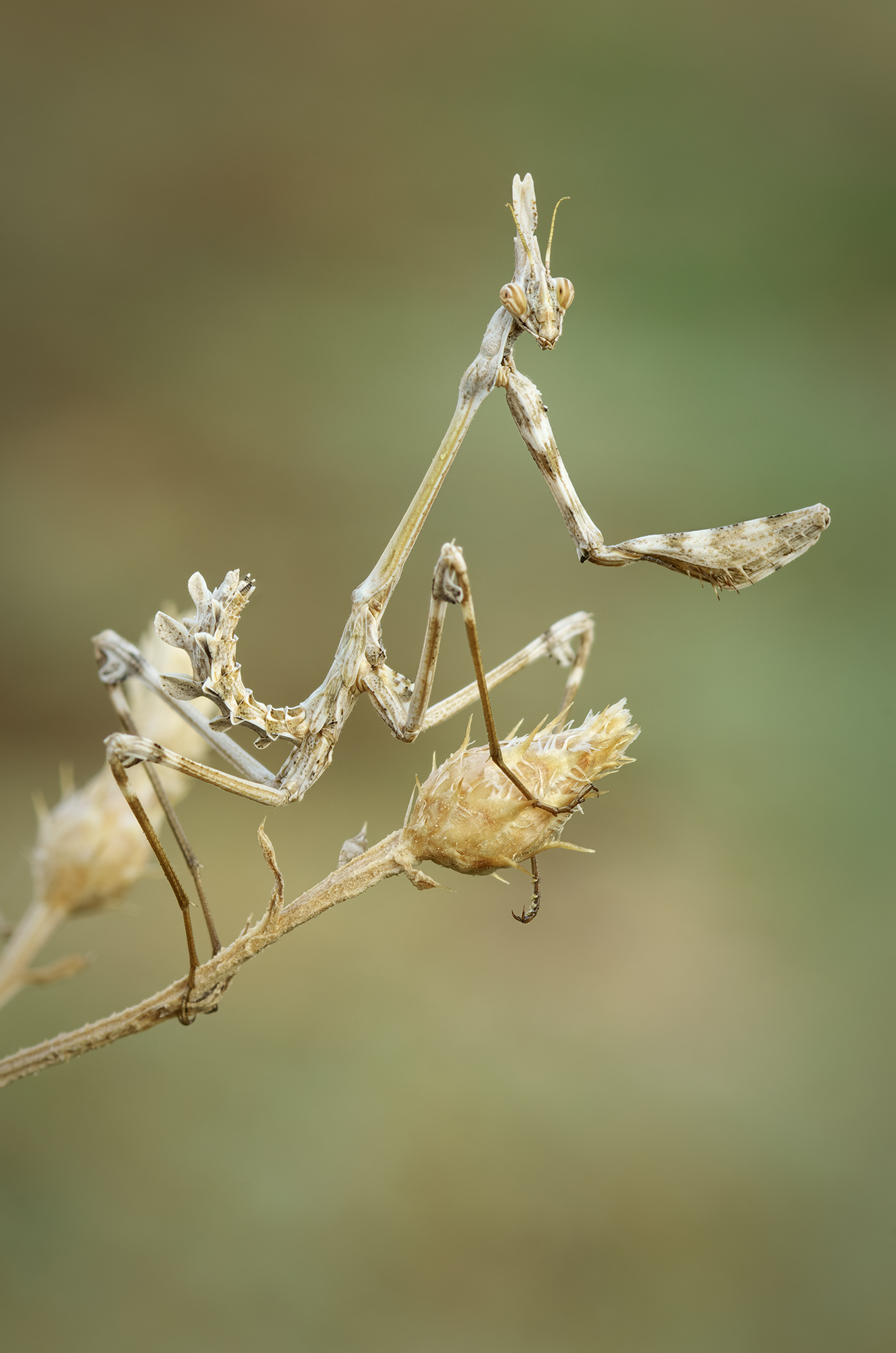 Empusa fasciata