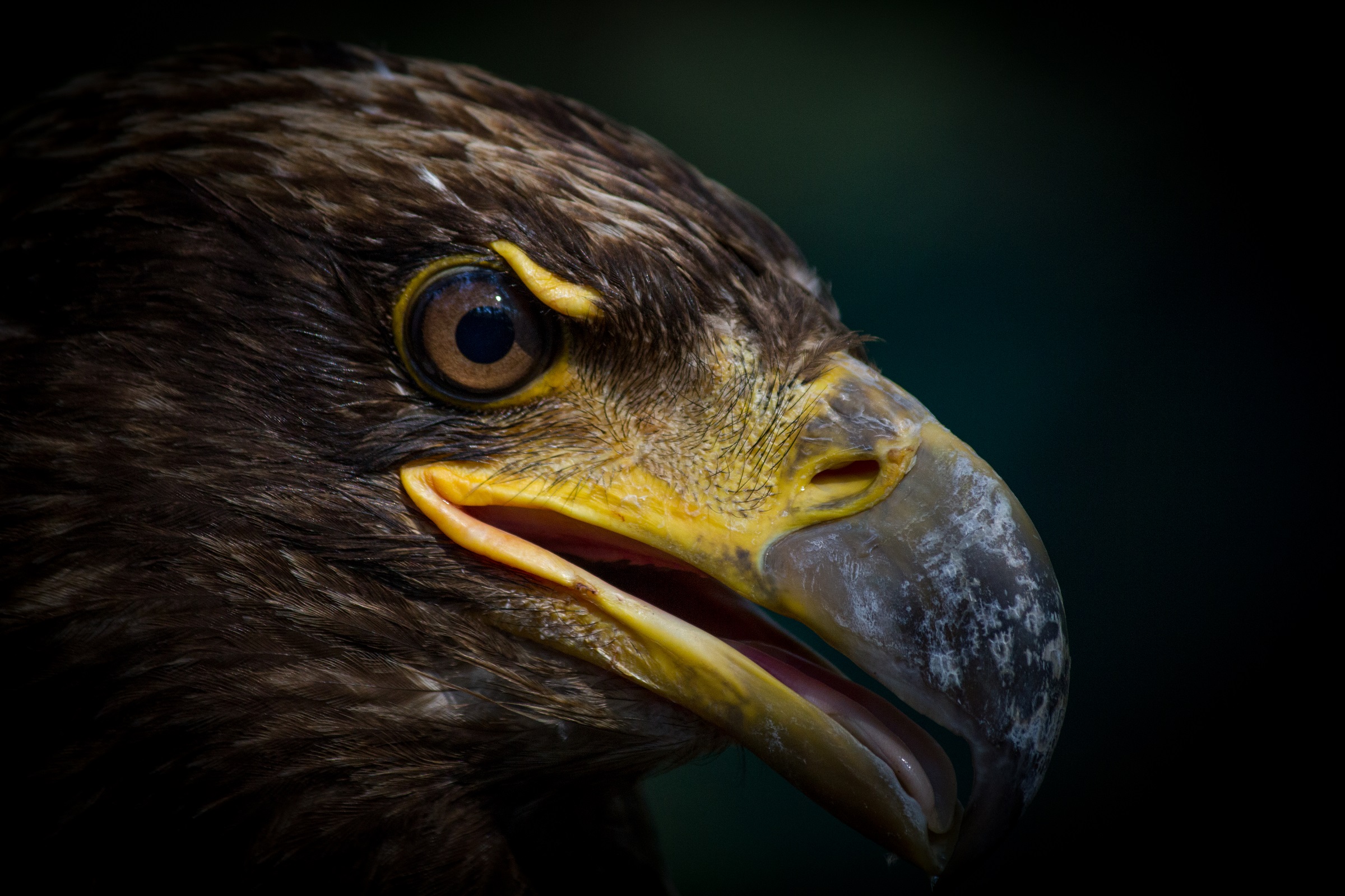 Young Bald Sea Eagle