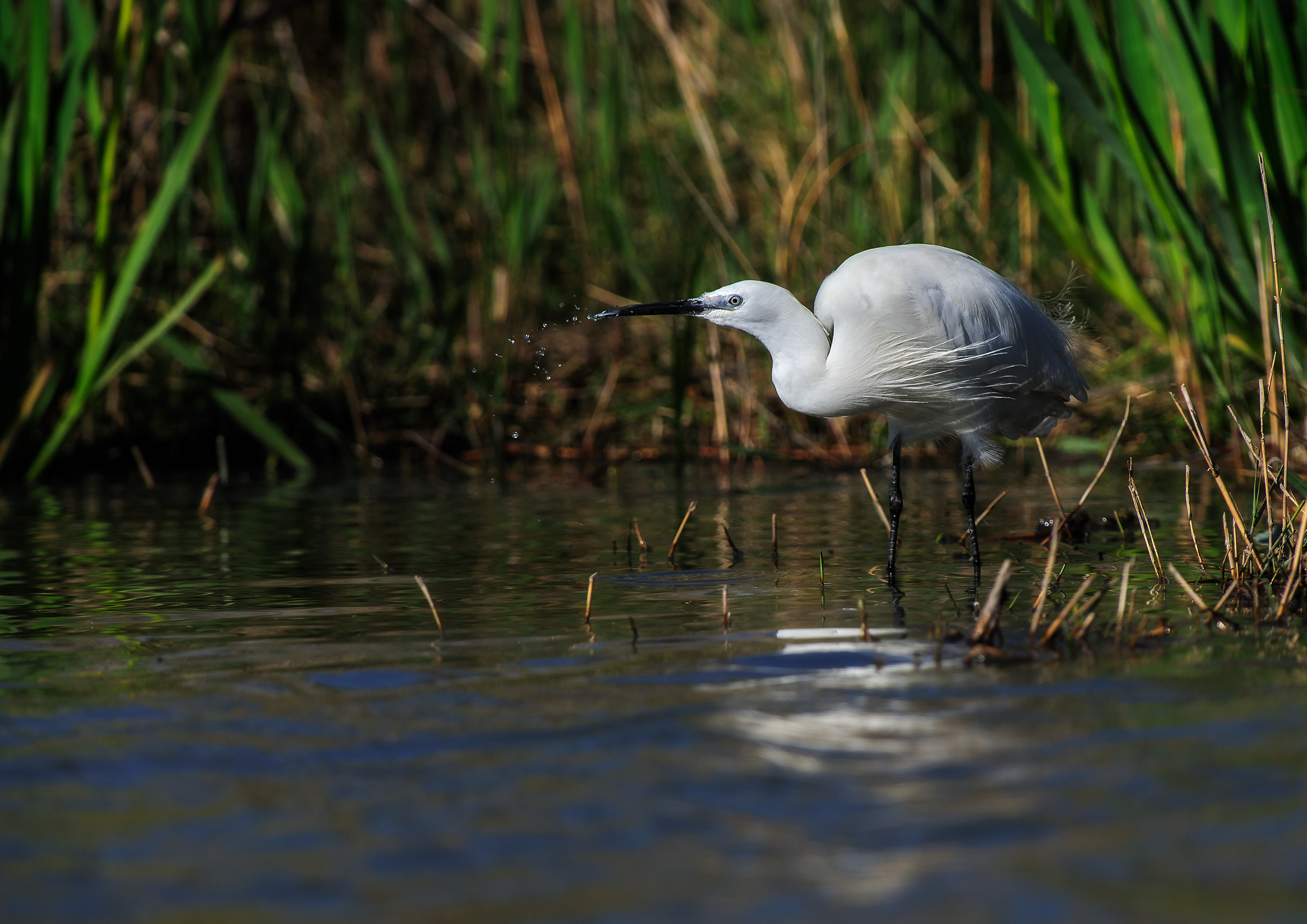 La vita nel canneto_4