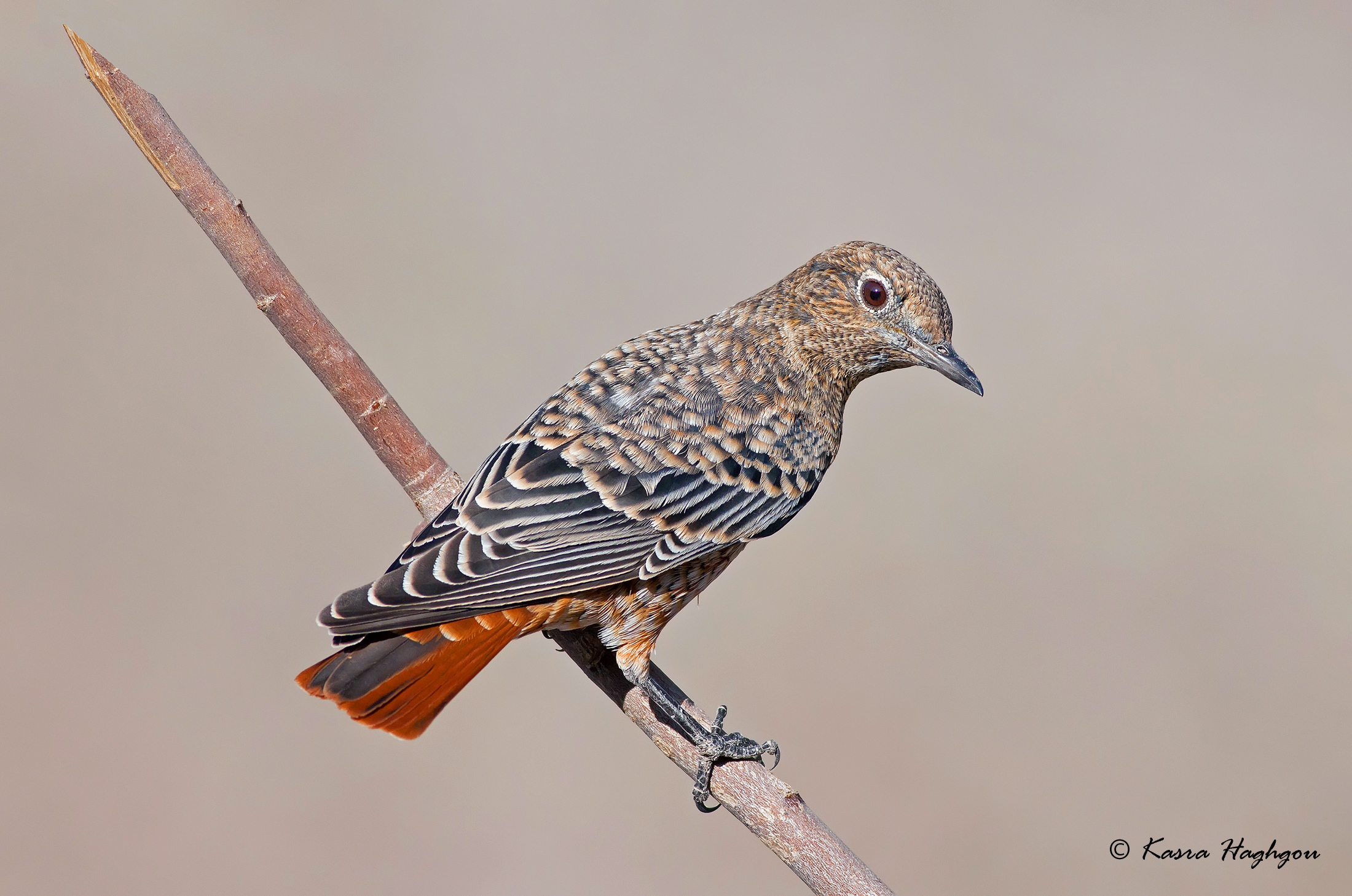 Rock Thrush