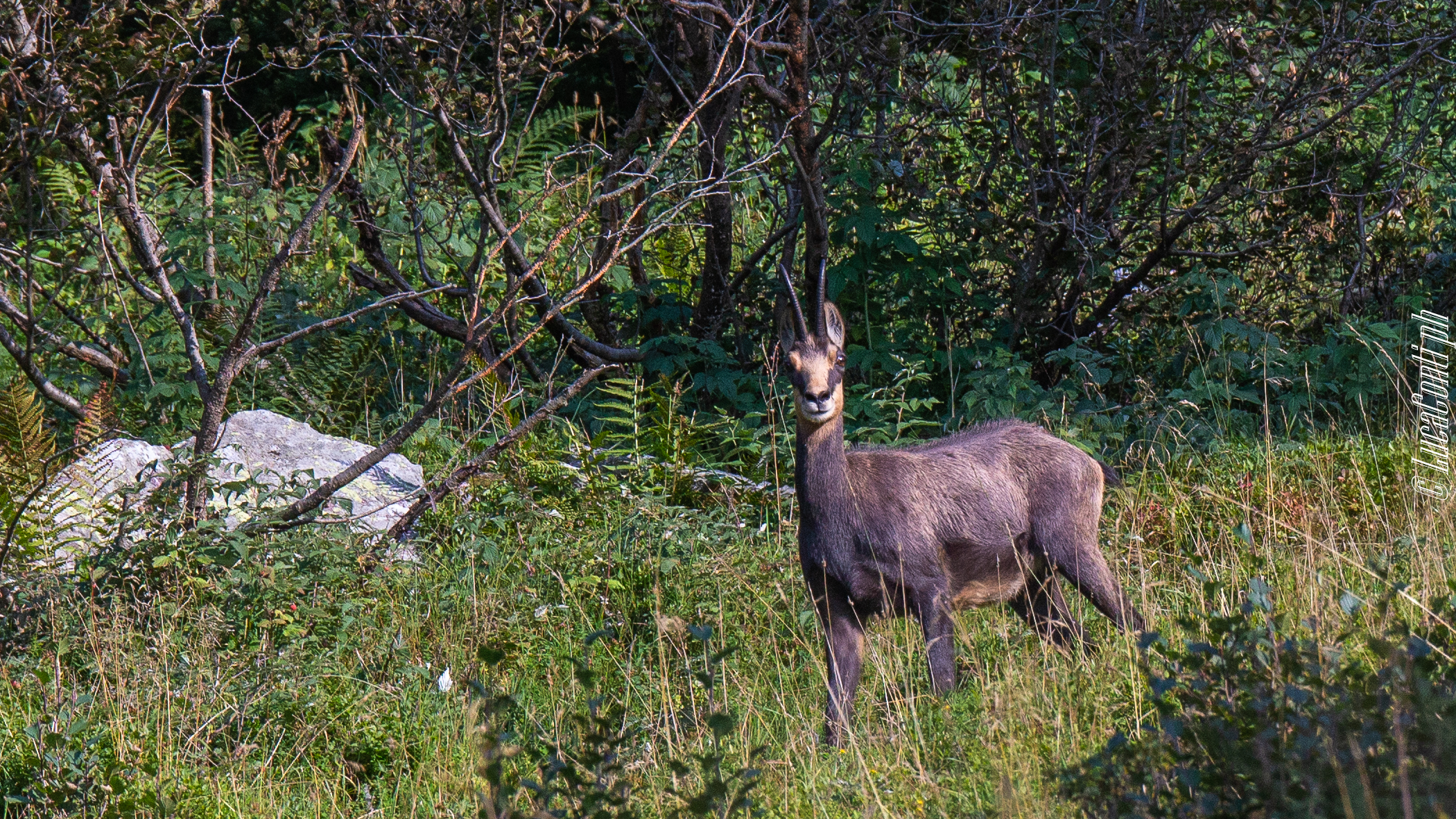 Alpine Chamois Female (Rupicapra Rupicapra)
