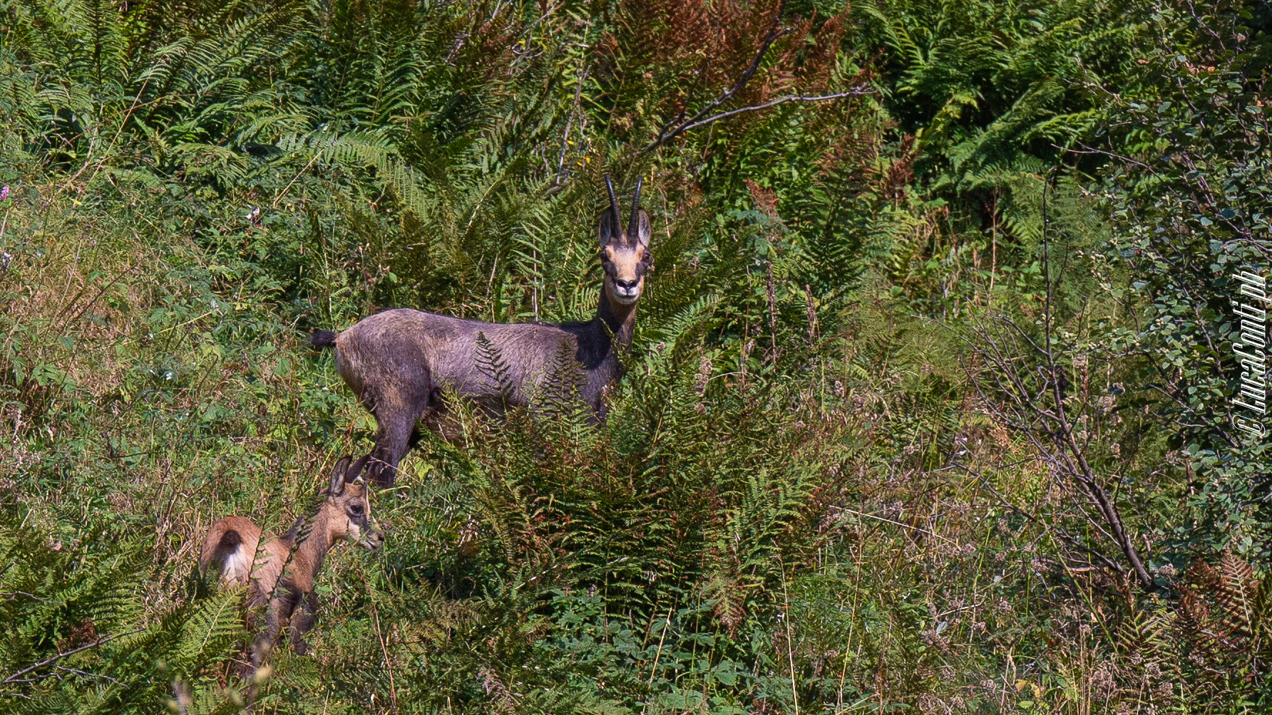Alpine Chamois (Rupicapra Rupicapra)