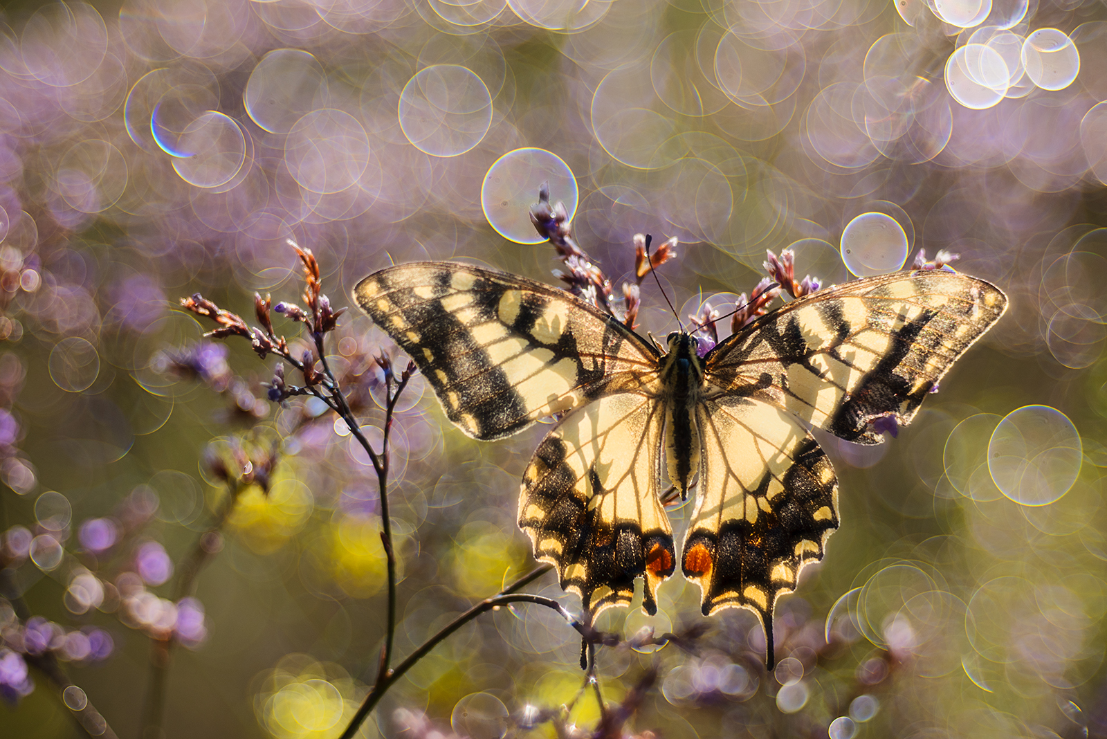 Dream of an end of summer day...