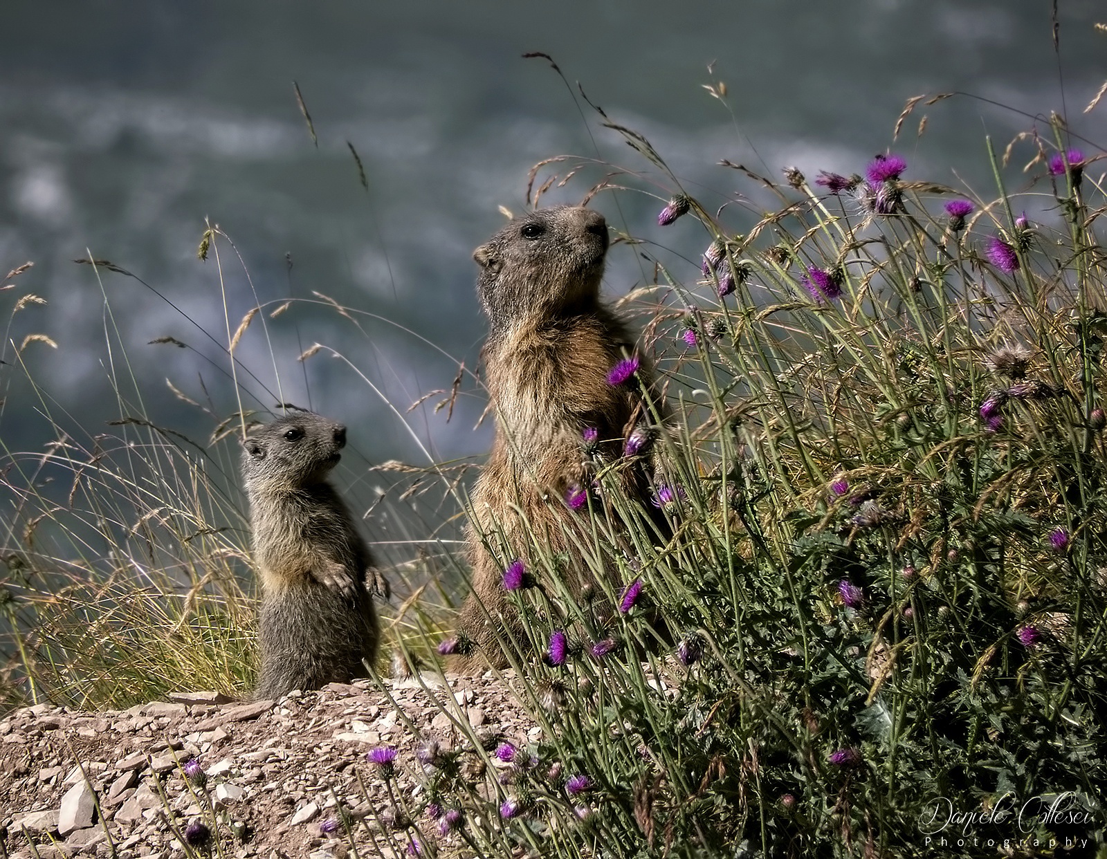 Marmotta con piccolo