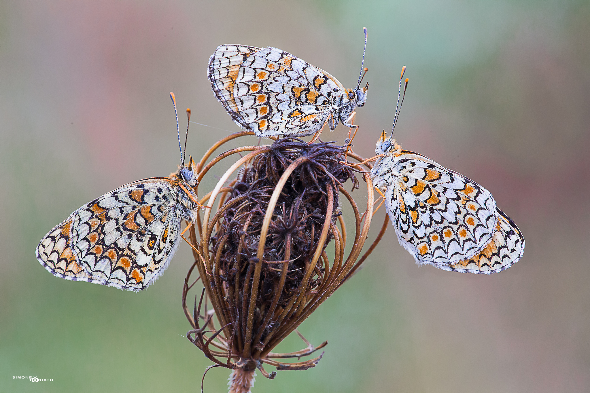 Trio of Melitaea