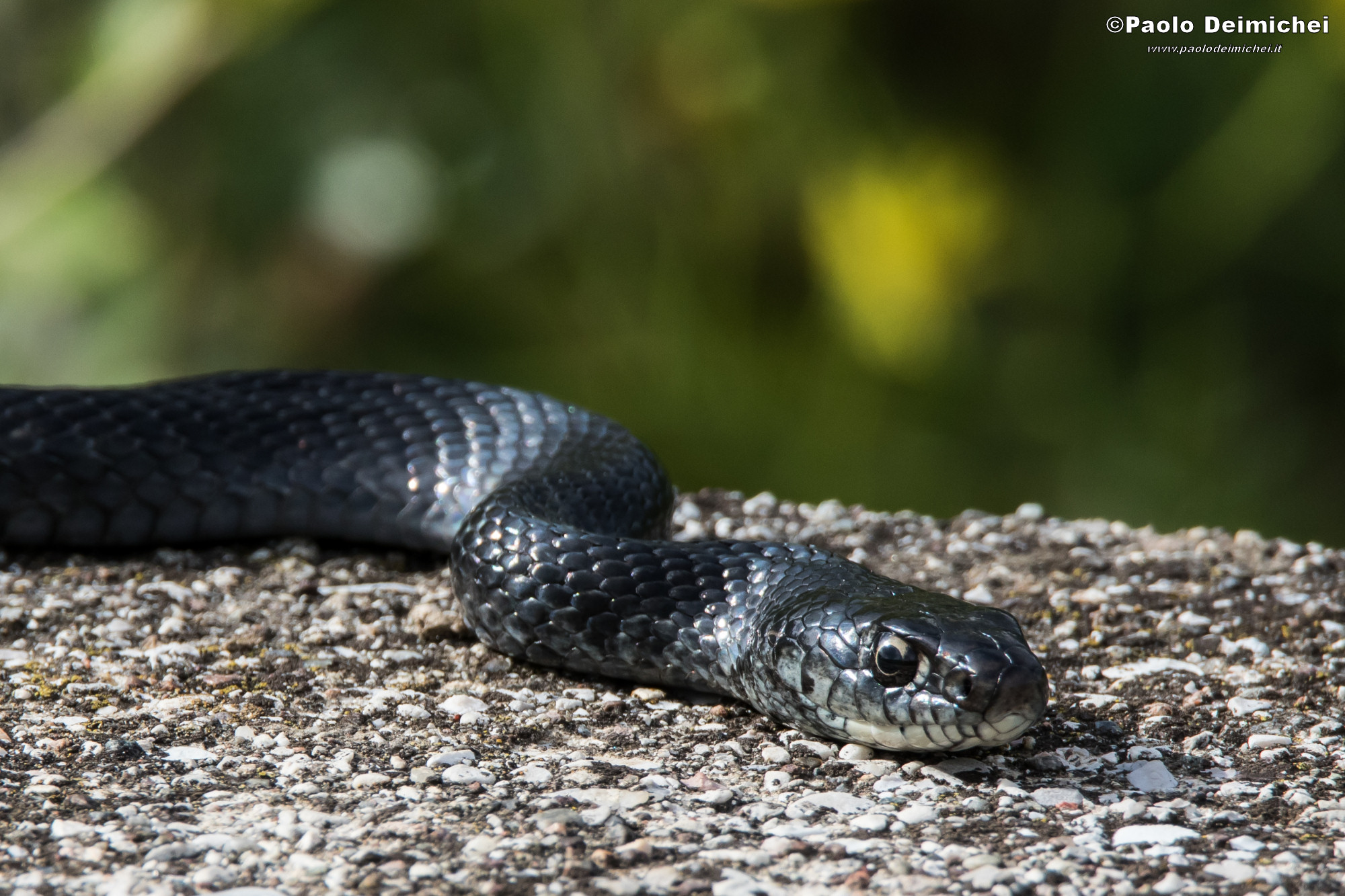Incontro ravvicinato con un Biacco nero (zoom)