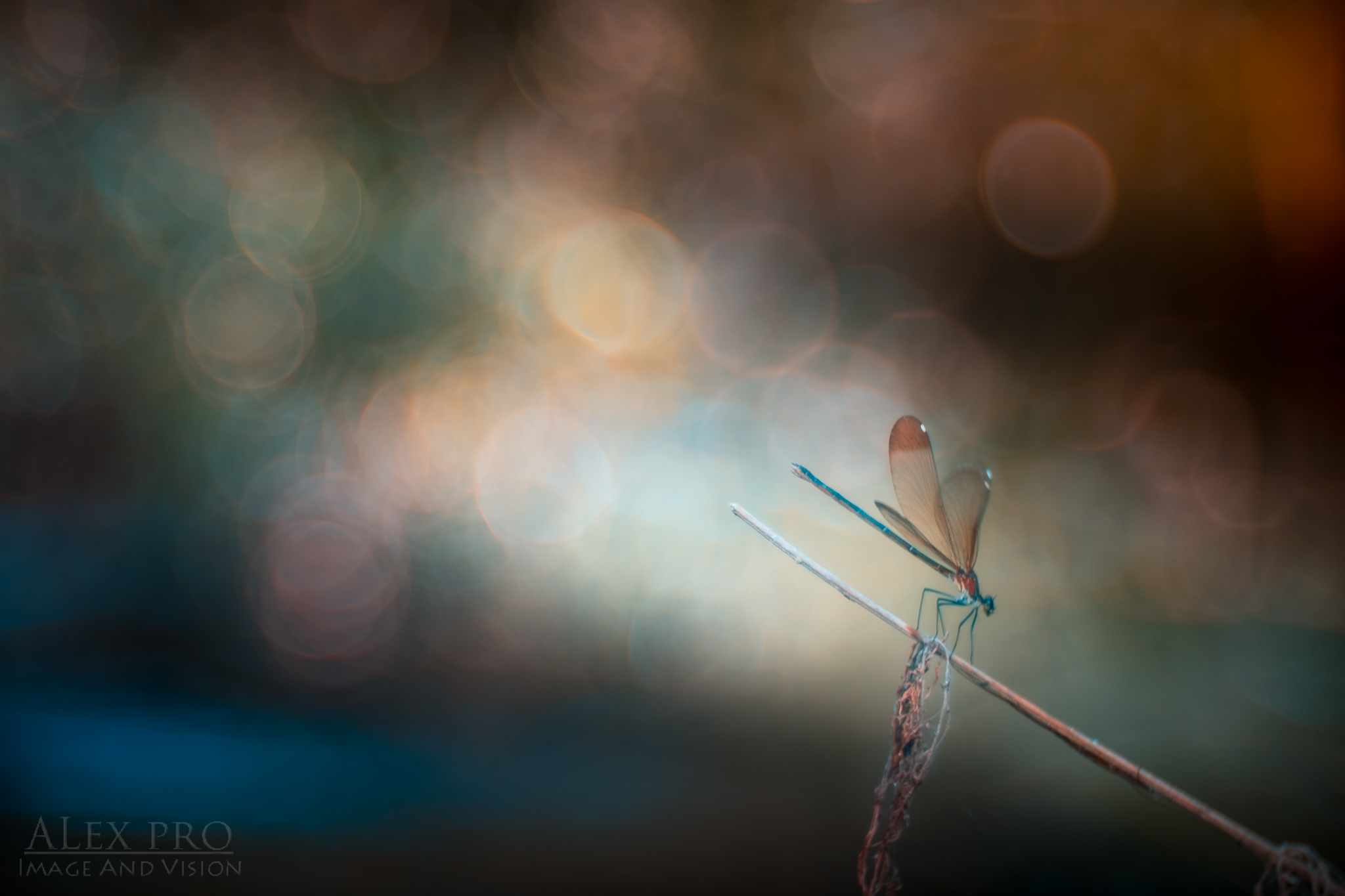 Dragonfly