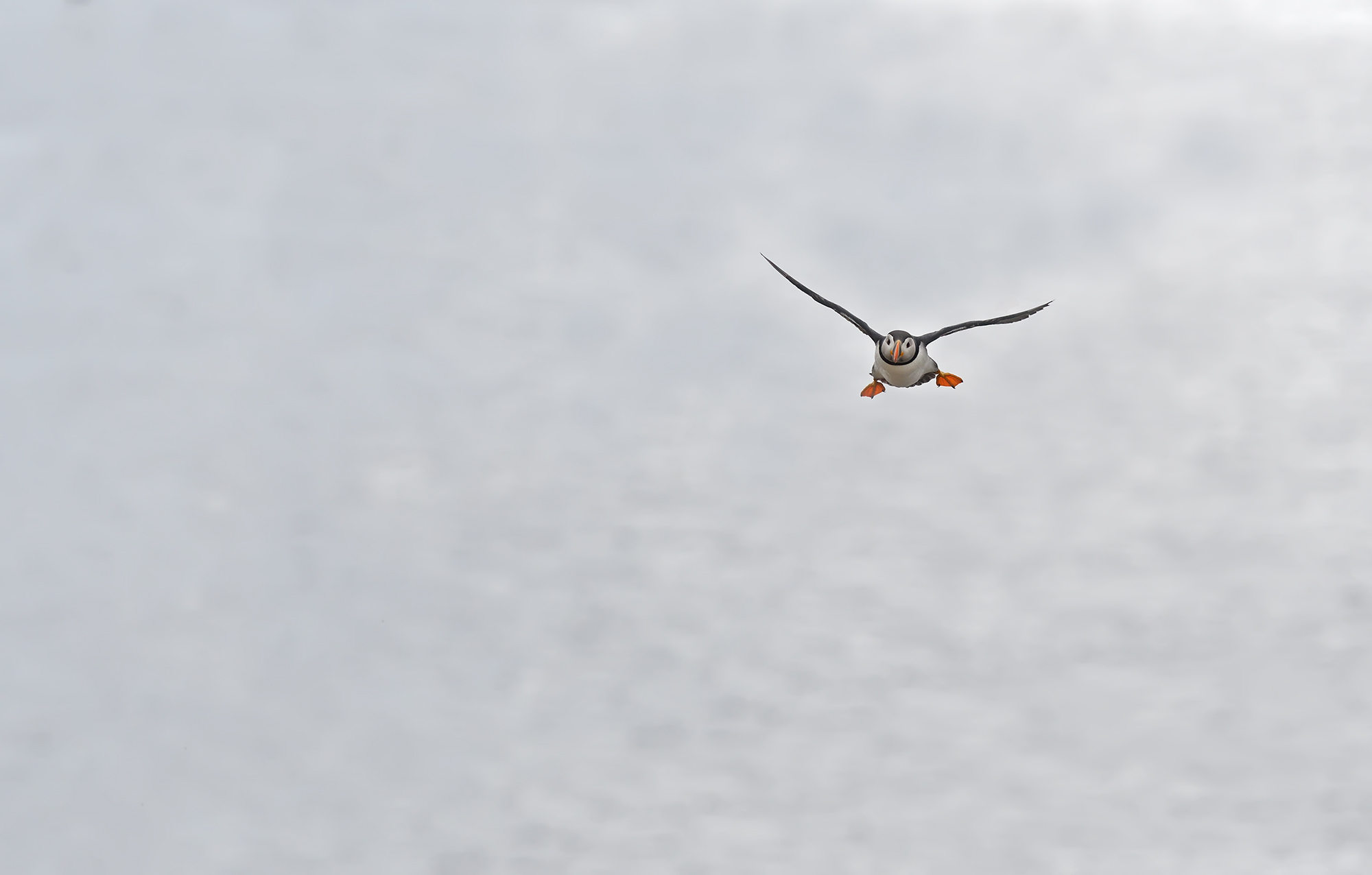Puffin Atlantico-Fratercula arctica...