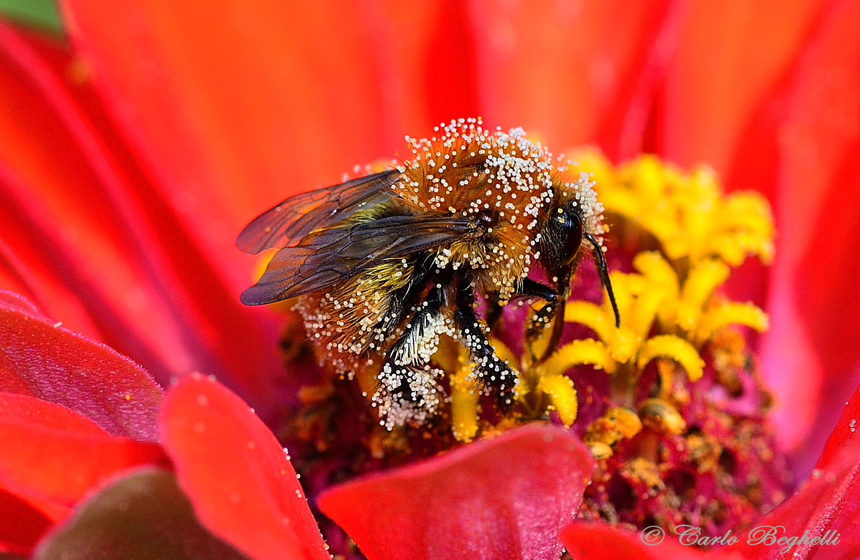 Scorpacciata di polline