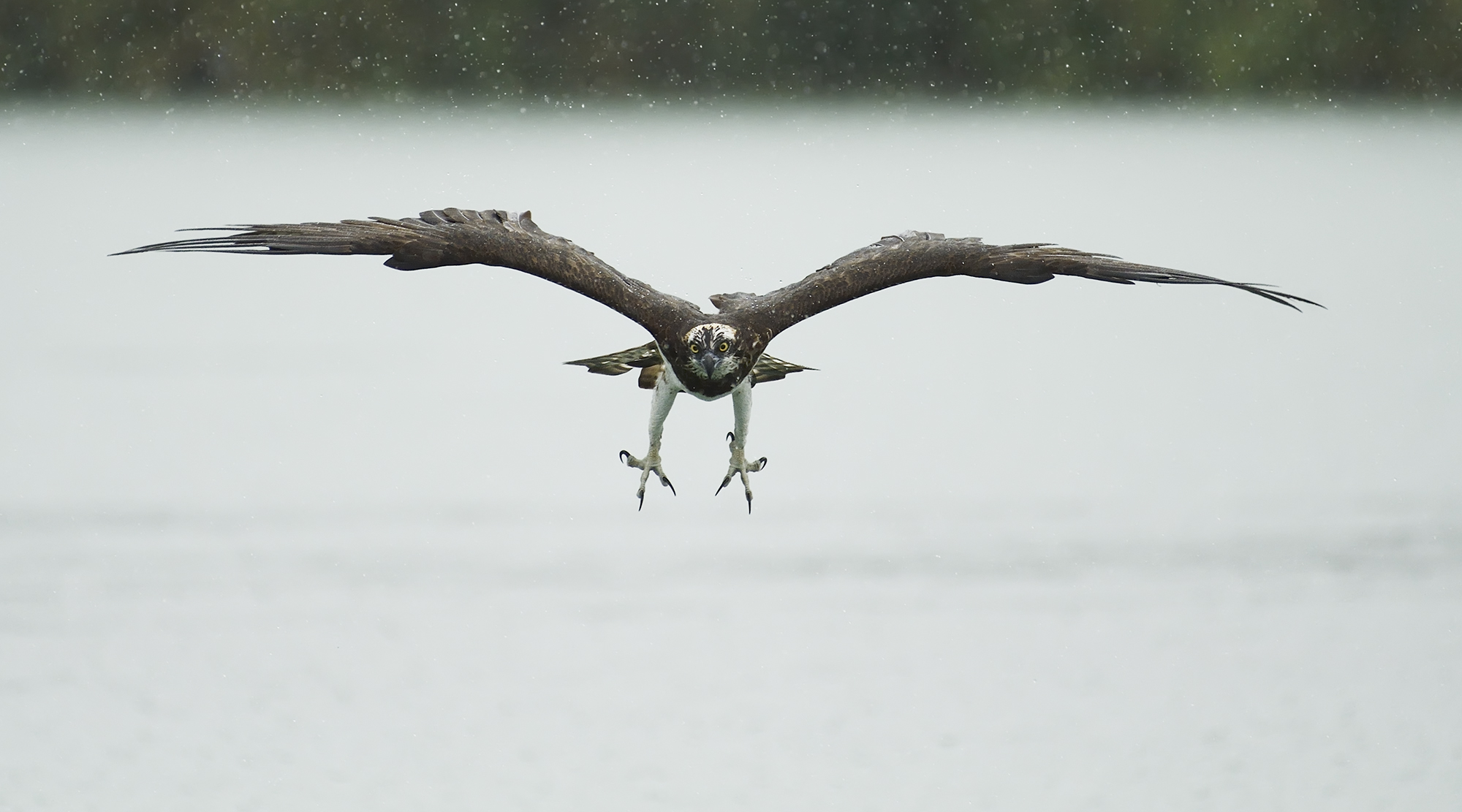 Osprey Dive...
