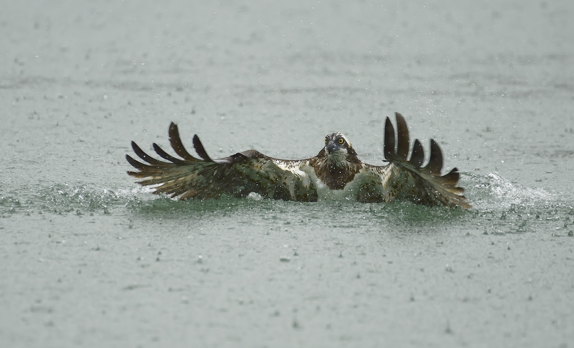 Osprey Dive...