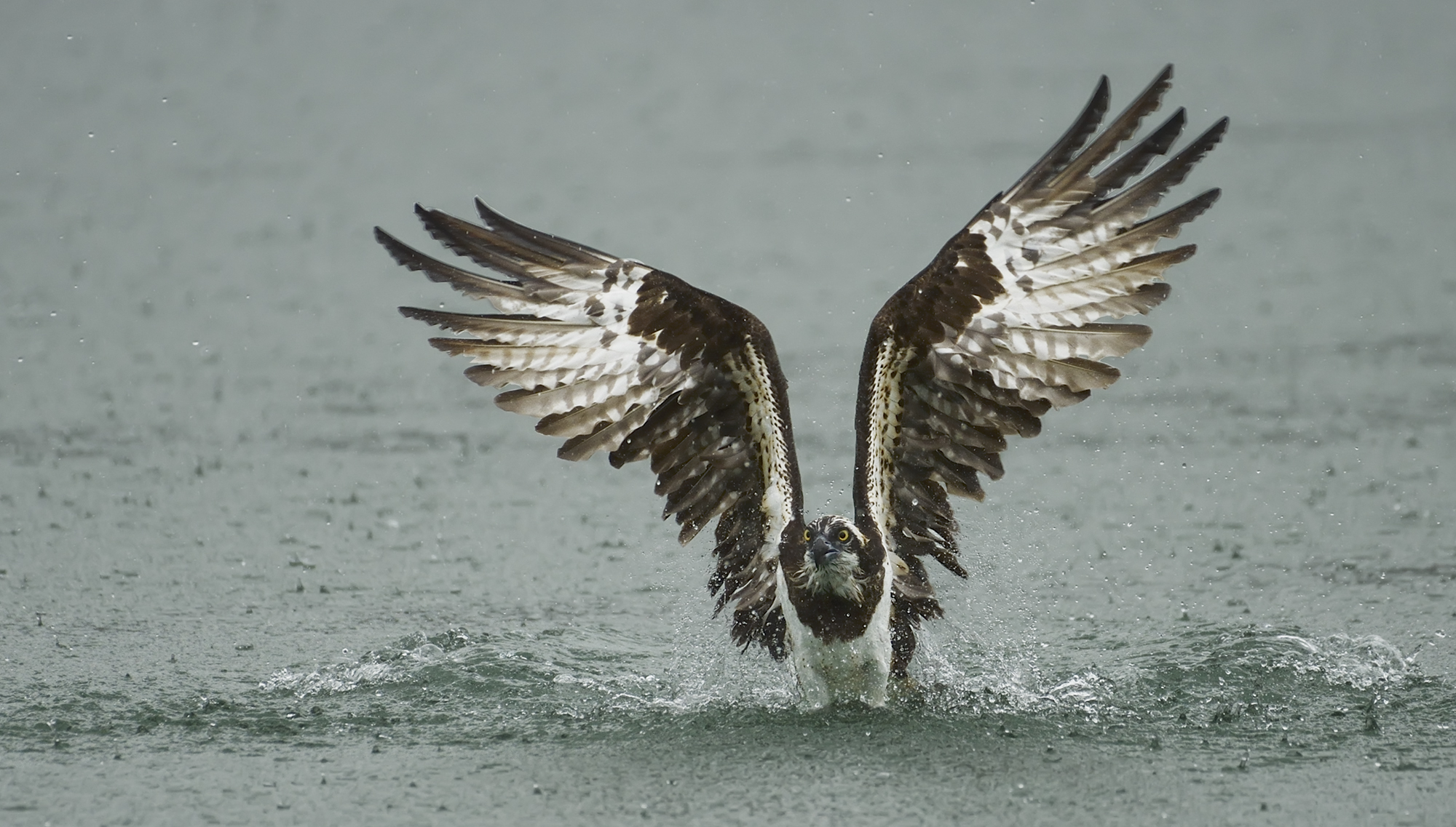 Osprey Dive...