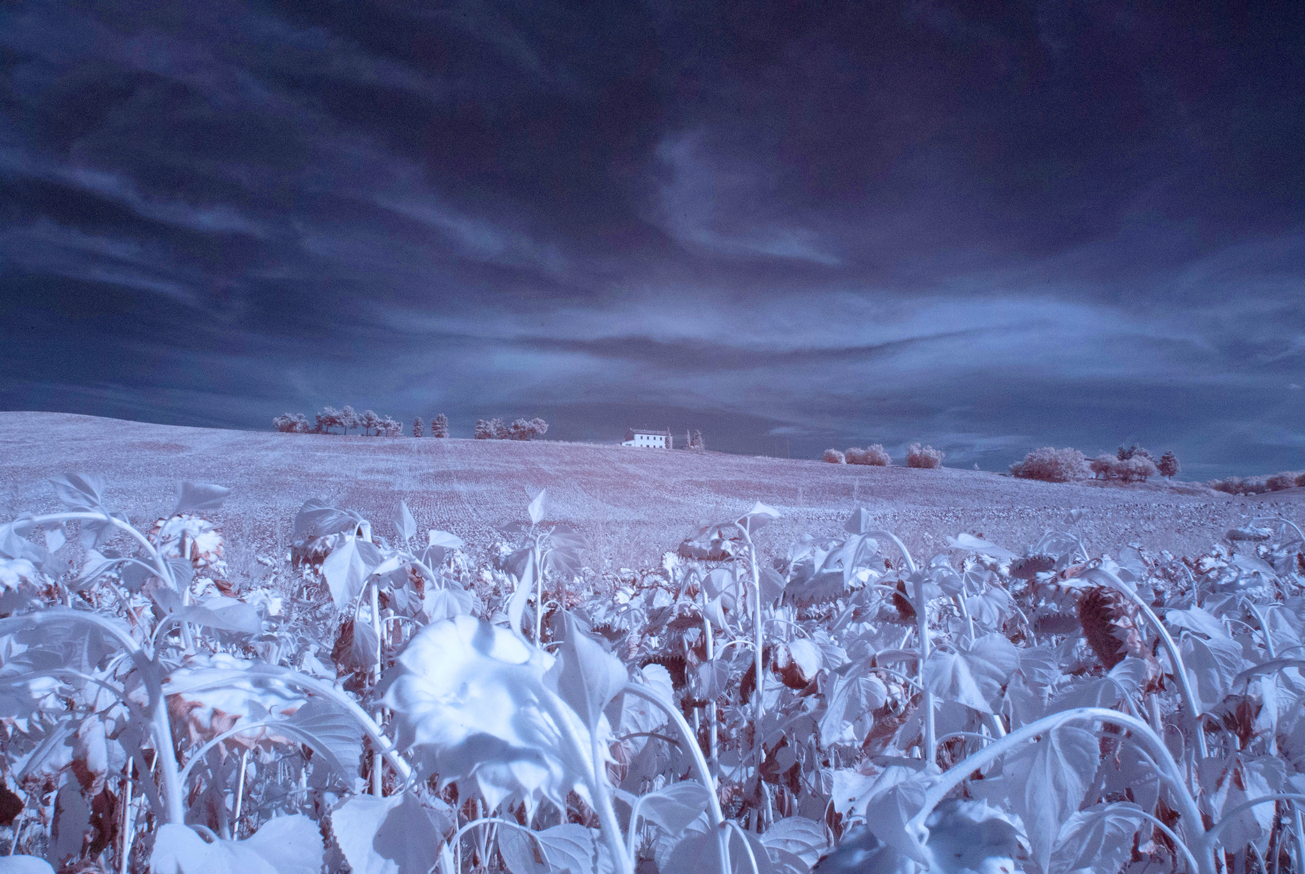 Girasoli a fine agosto