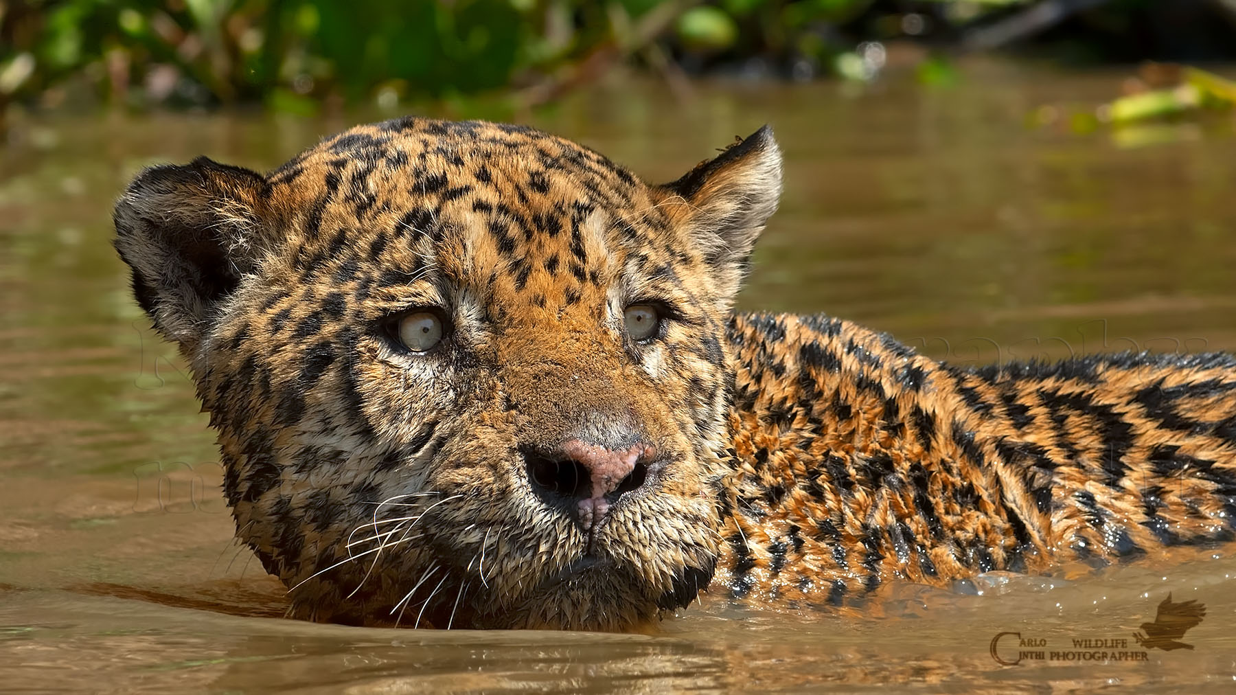 Sguardo assassino - Pantanal