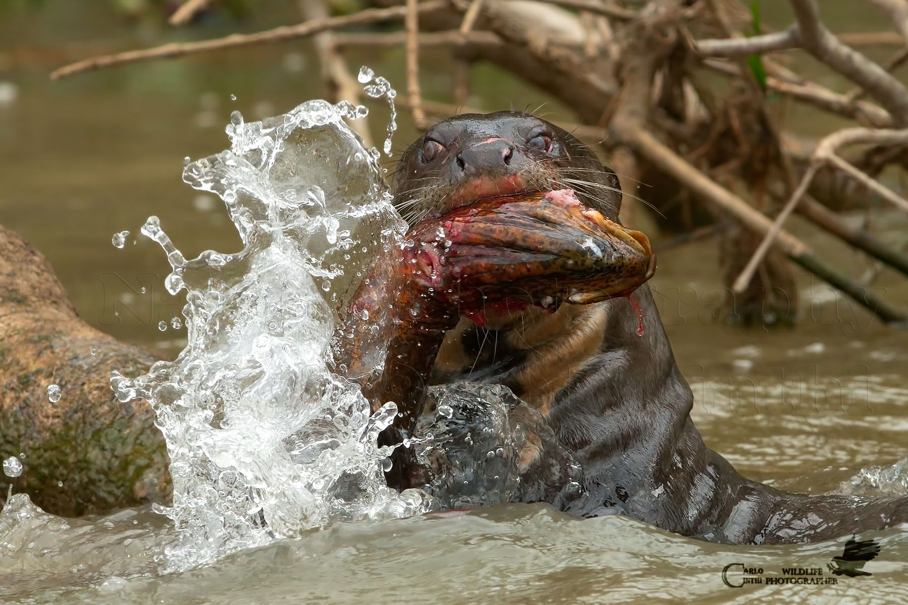 Lotta con la preda - Pantanal