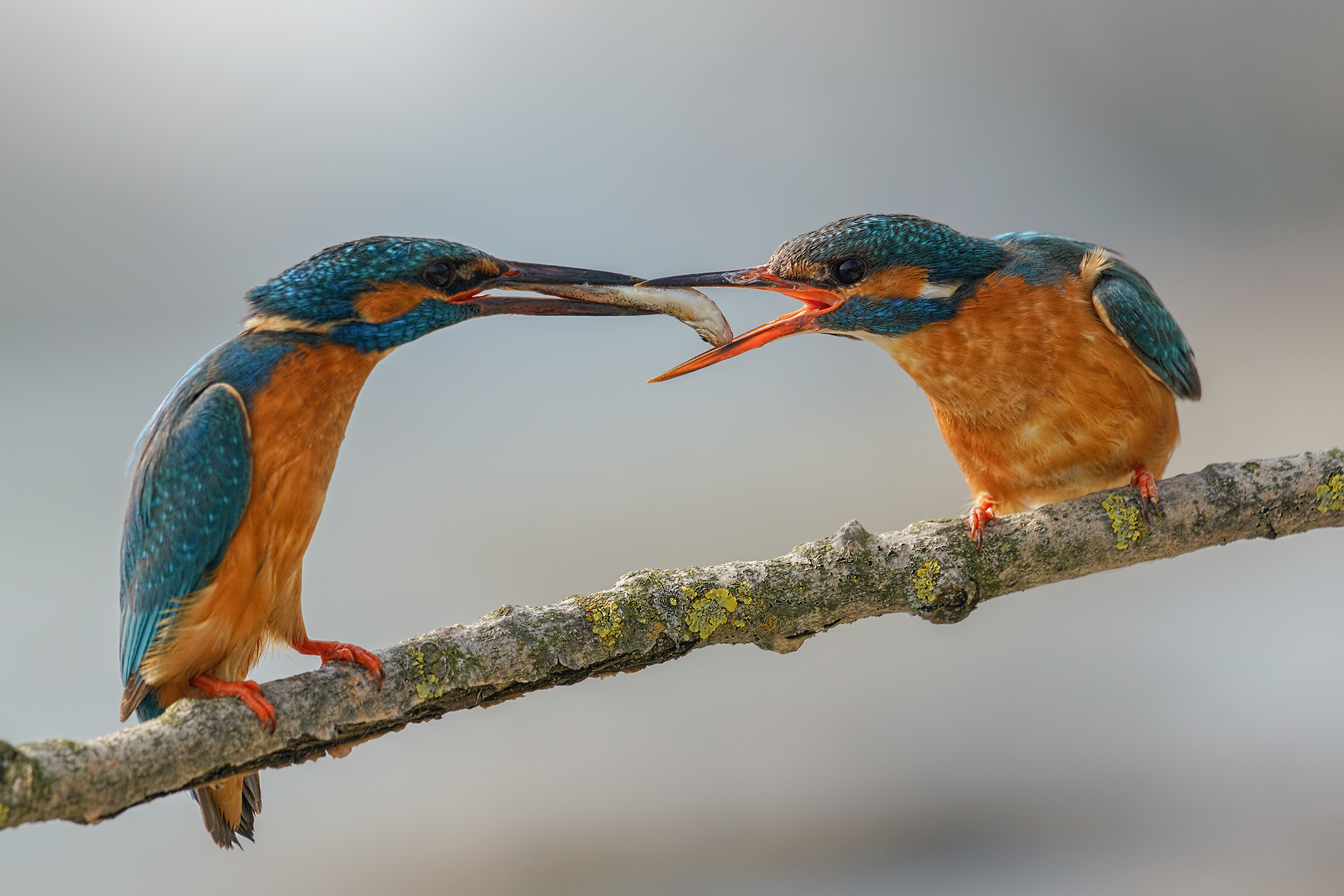 Exchange of the gift. River Brembo Bergamo