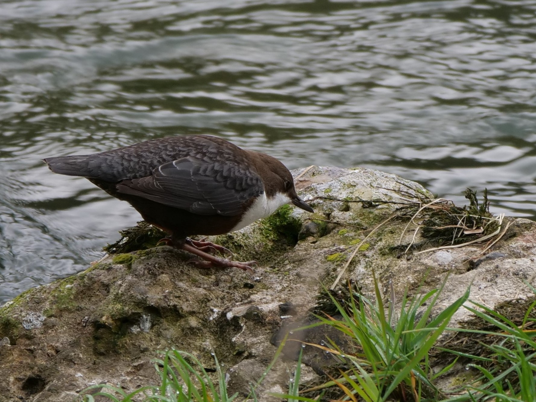 Merlo acquaiolo (Cinclus cinclus)