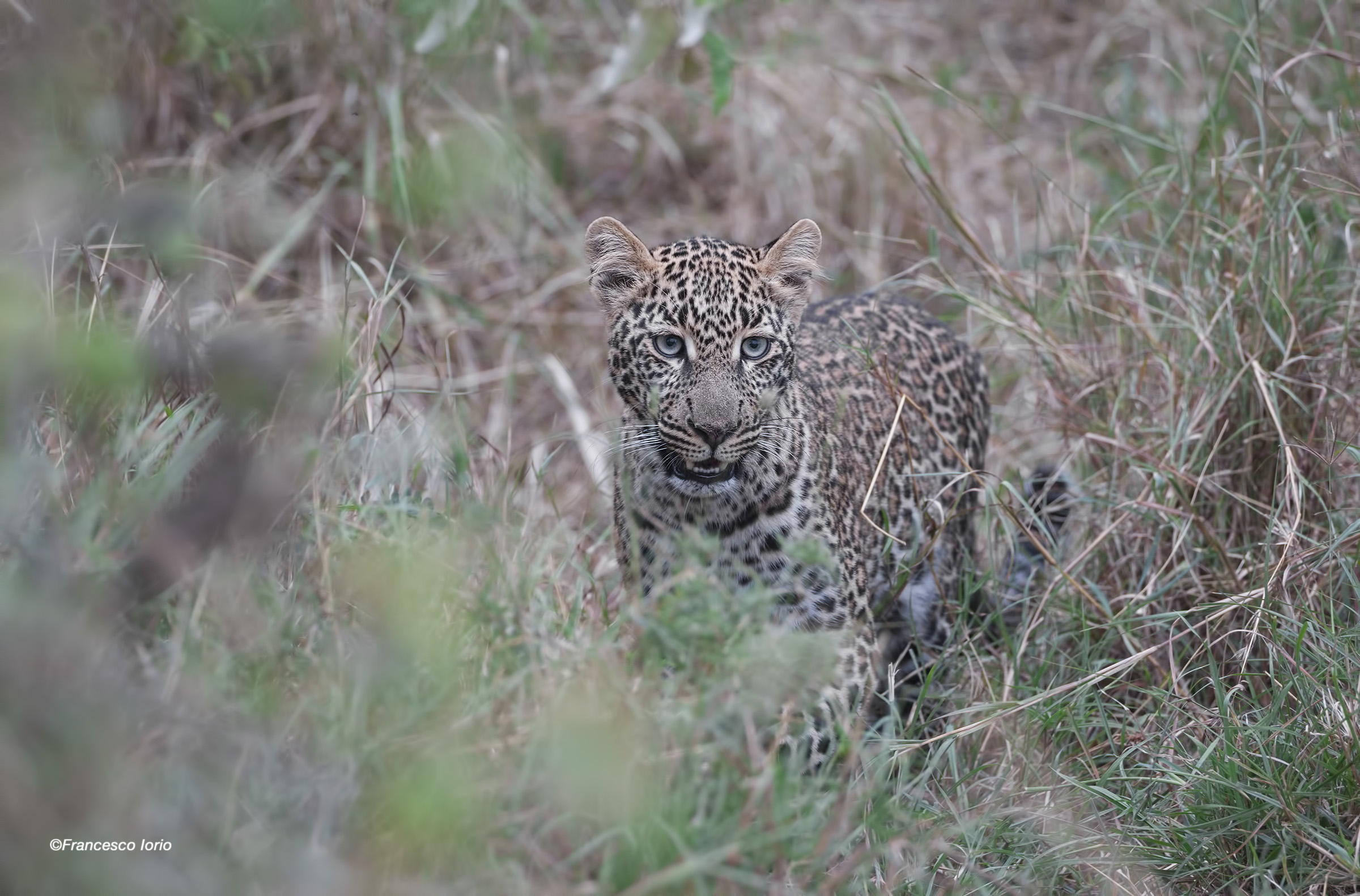 In the leopard's eyes