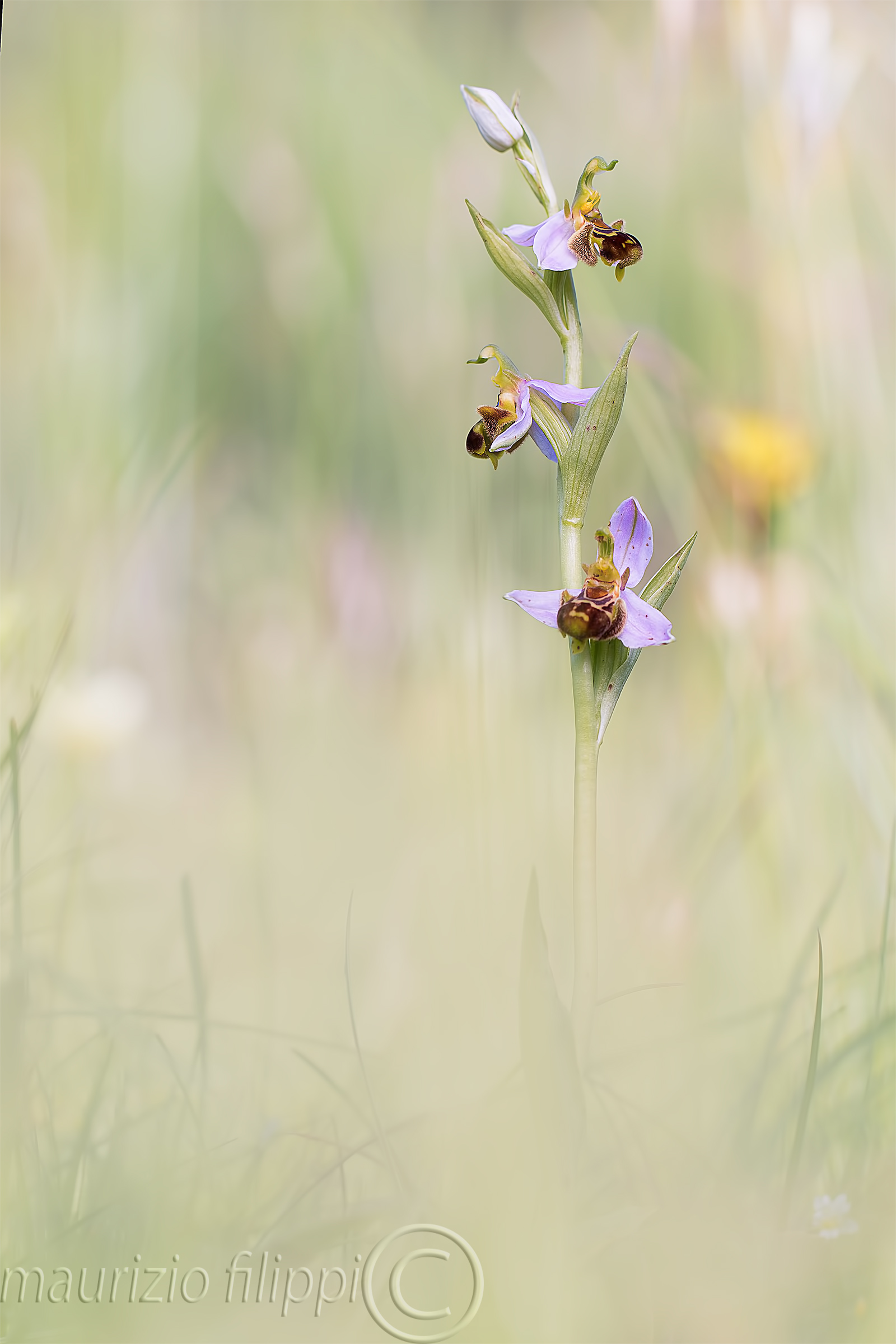 Ophrys apifera