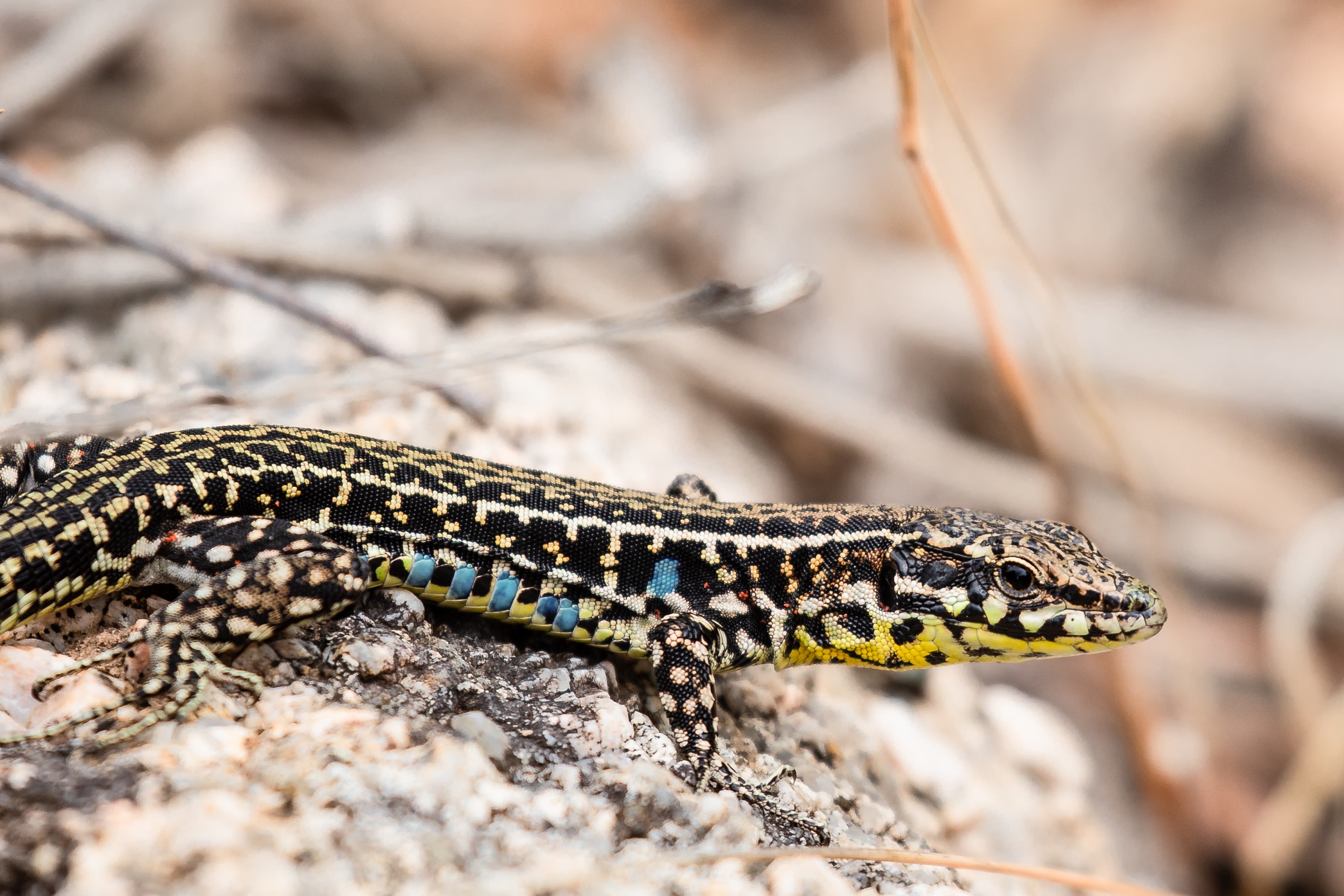 Sardinian Lizard