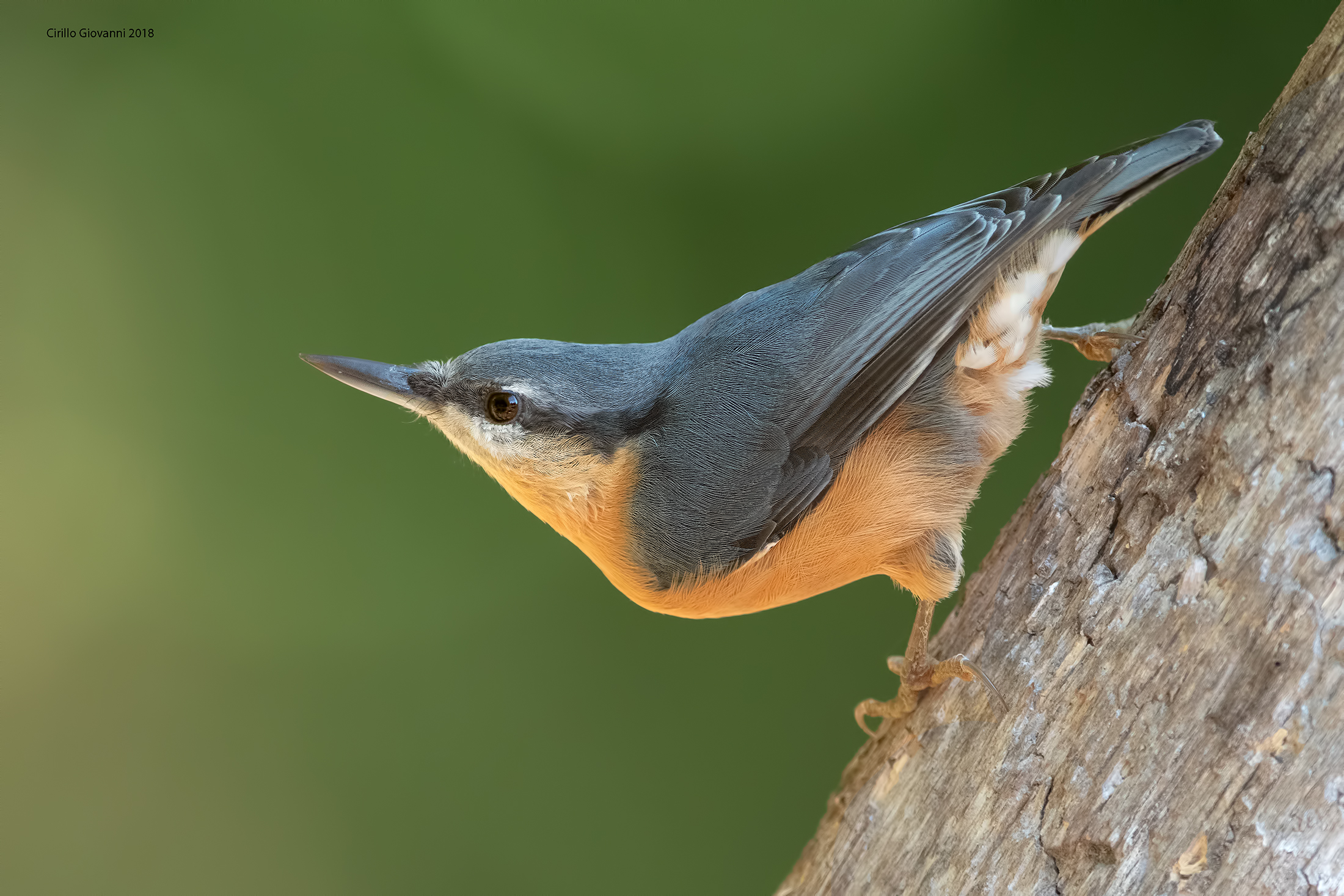 picchio muratore prime prove con la d 850