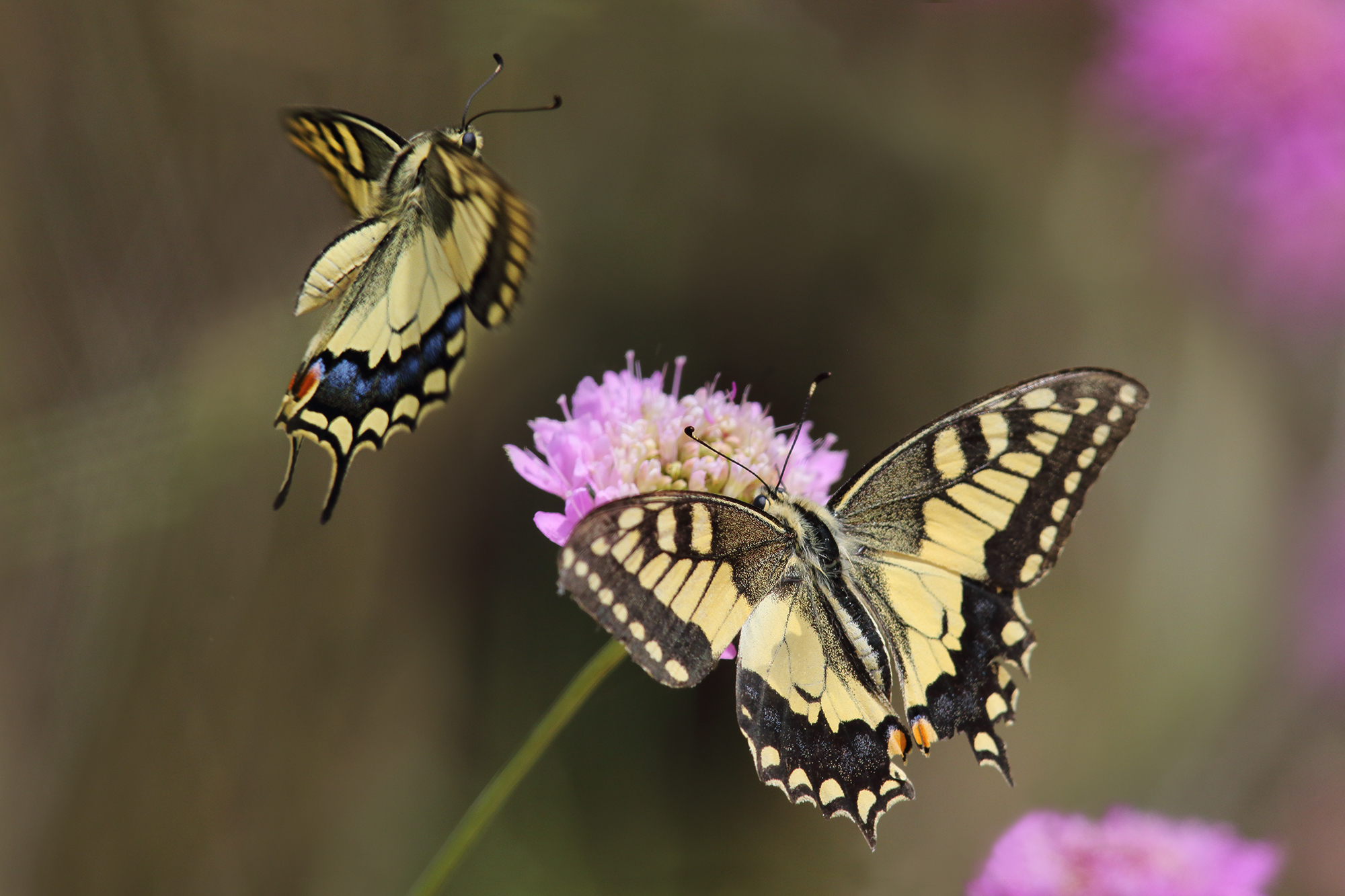 La danza dei Macaoni