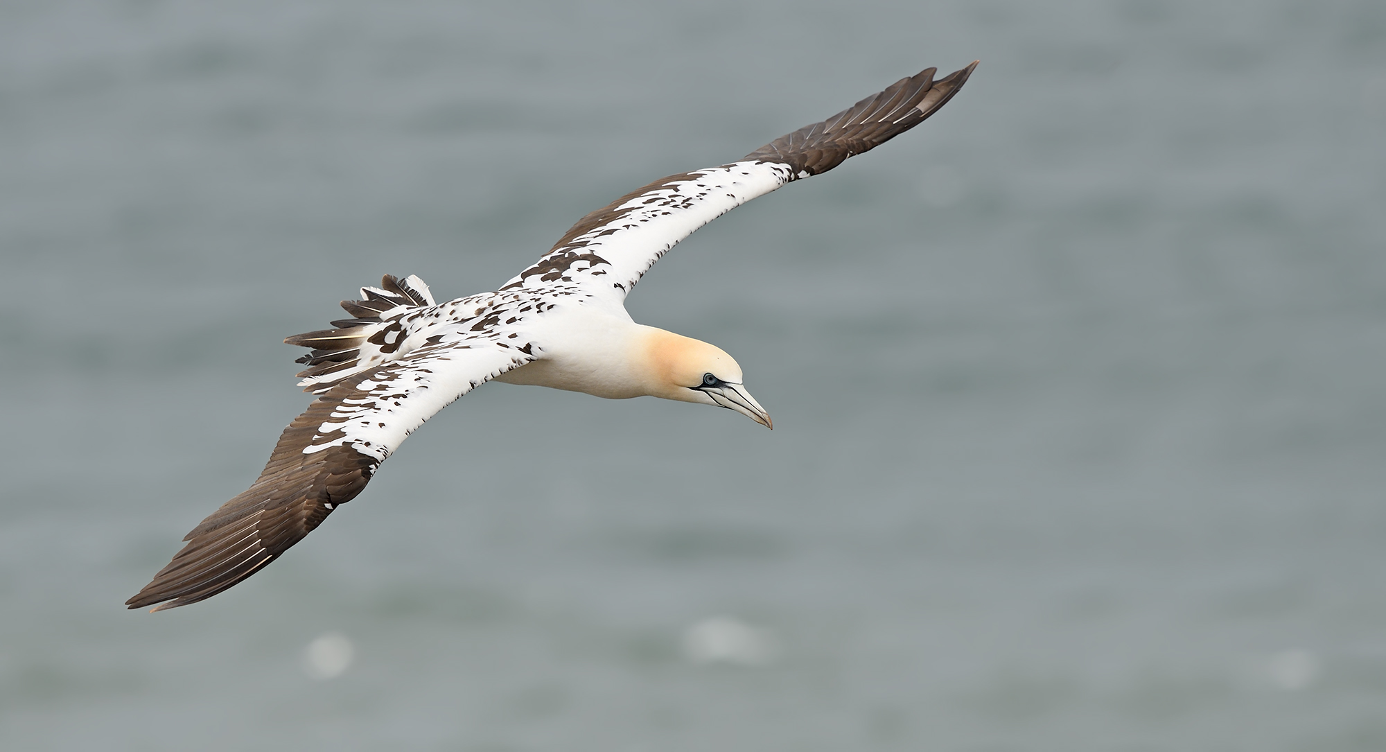 Gannet settentrionale...