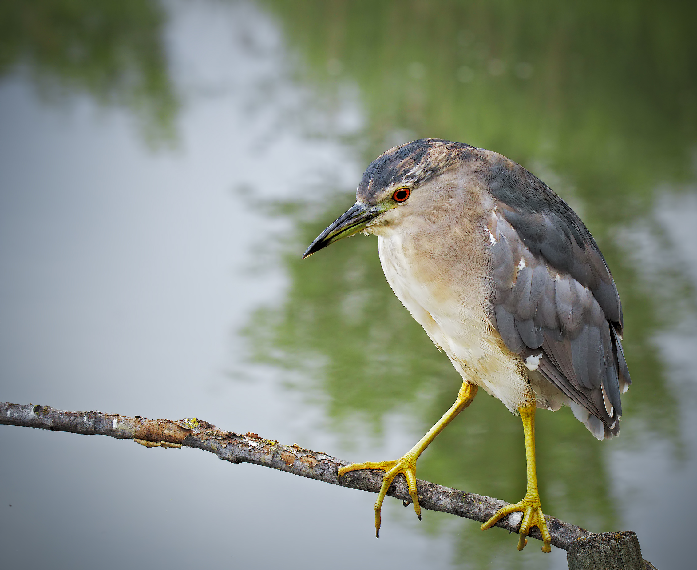 Night Heron