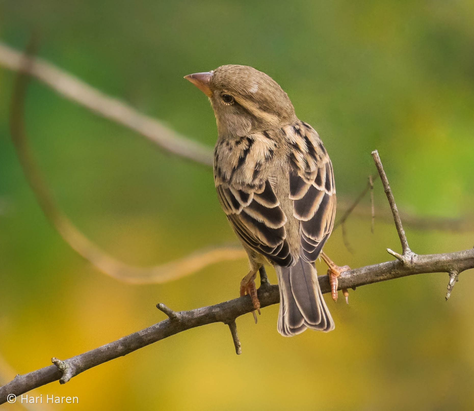 Common rosefinch female