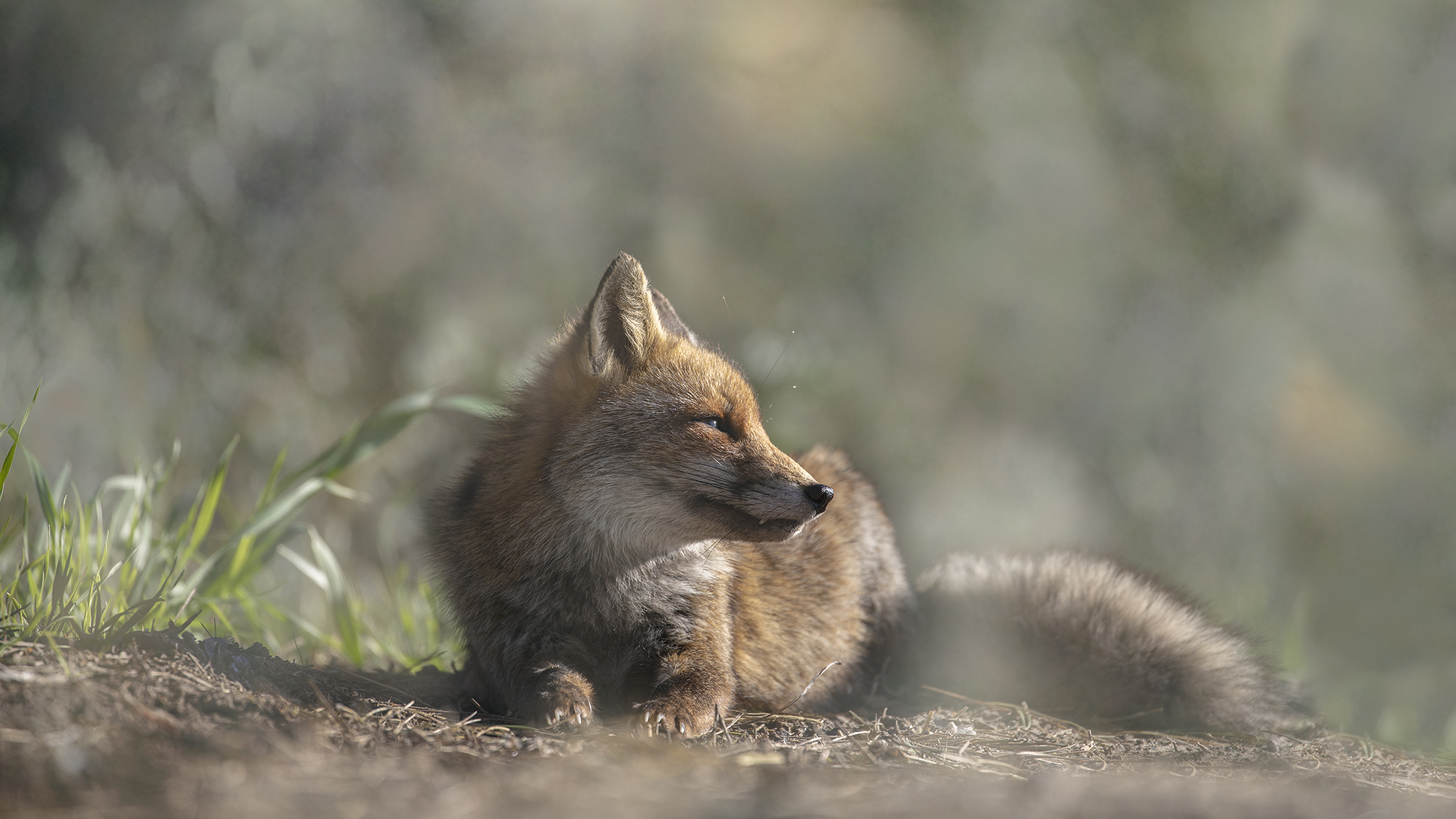 Red Fox Tuscany, Italy March 2018