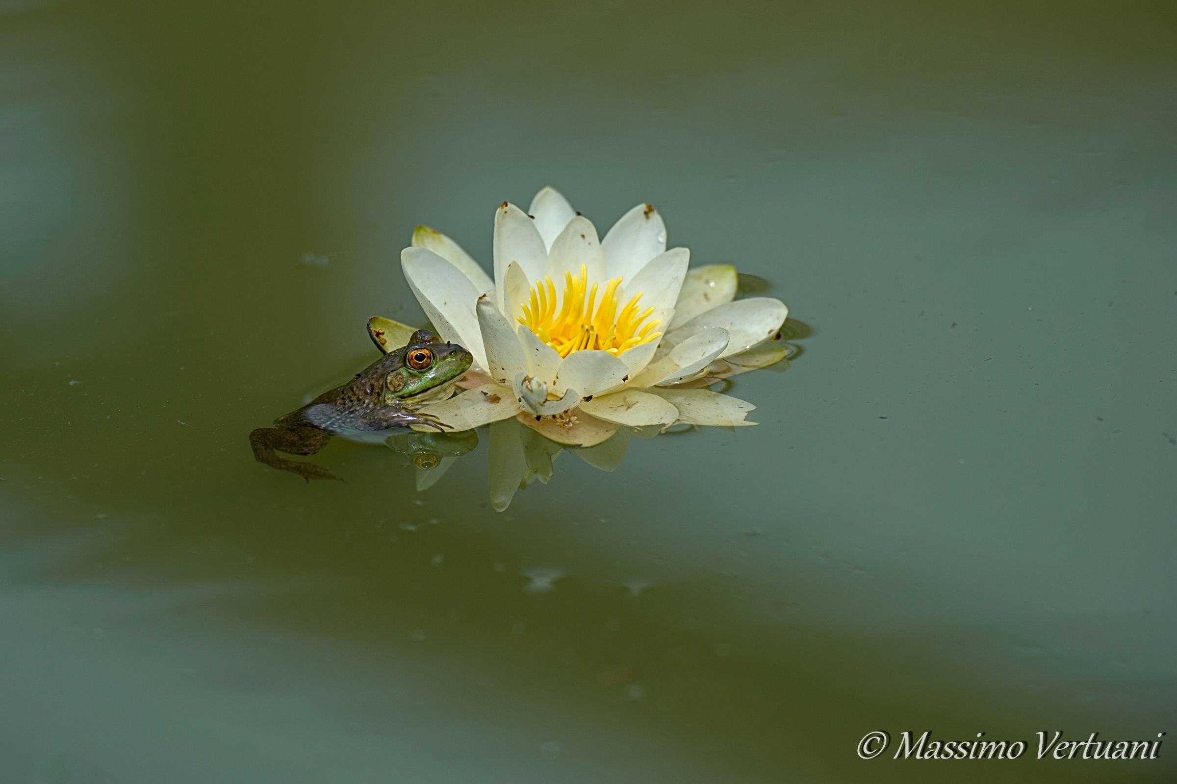 Cercasi...Principessa!!!!!