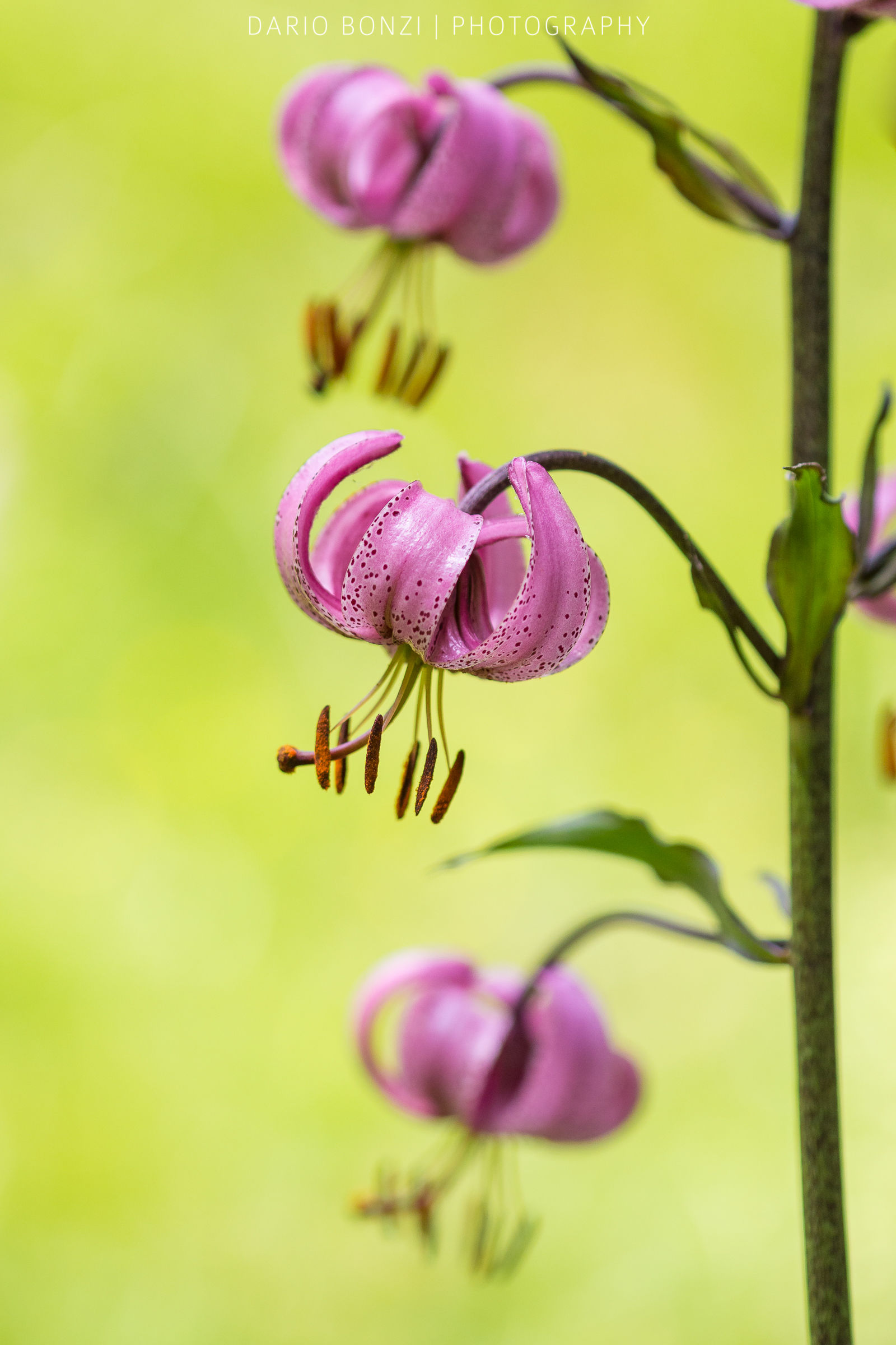 Lilium martagon