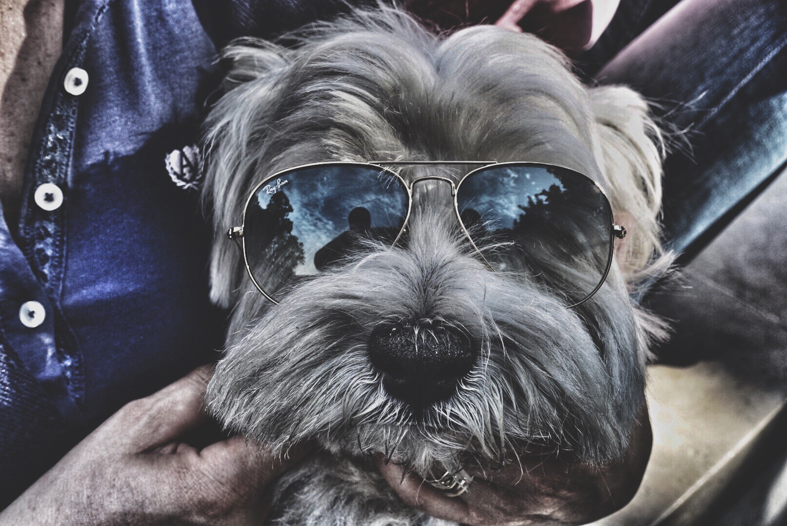 “Bingo”. Il cane “matto” di mia sore...