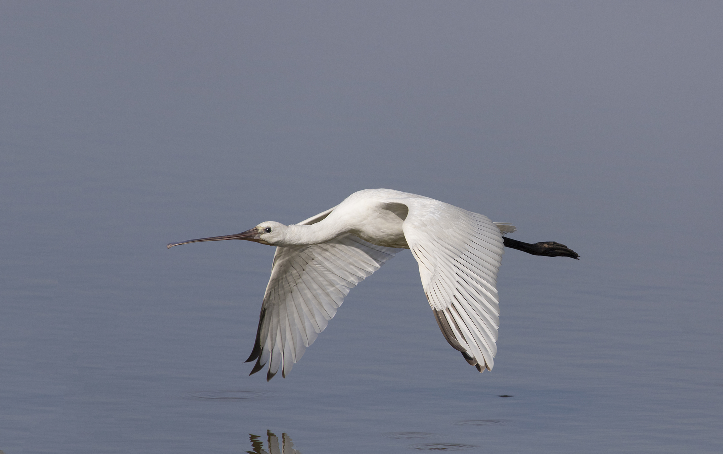 Spatula-Platalea Leucorodia