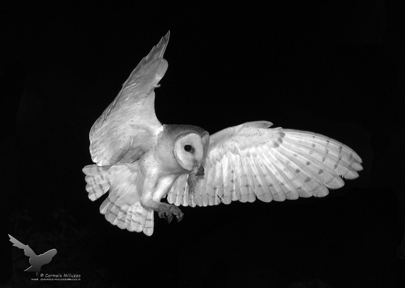 Barbagianni in BN  _ Tyto alba _