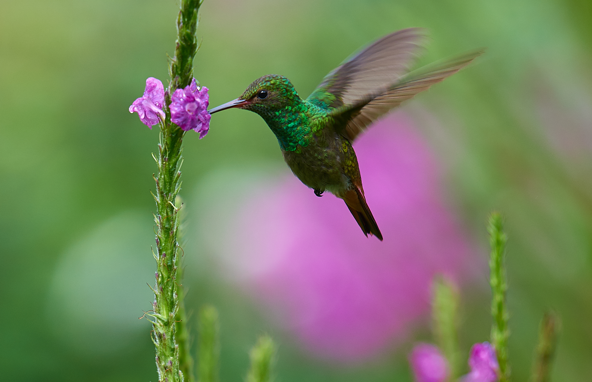 Colibrì