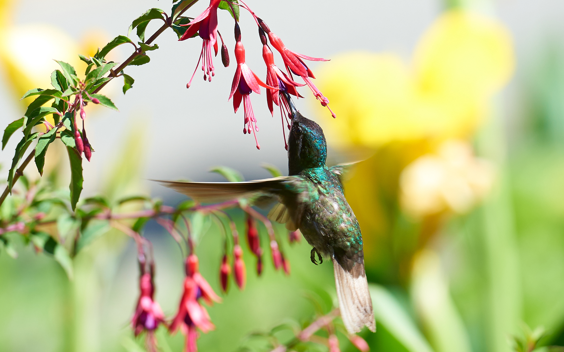 Colibrì